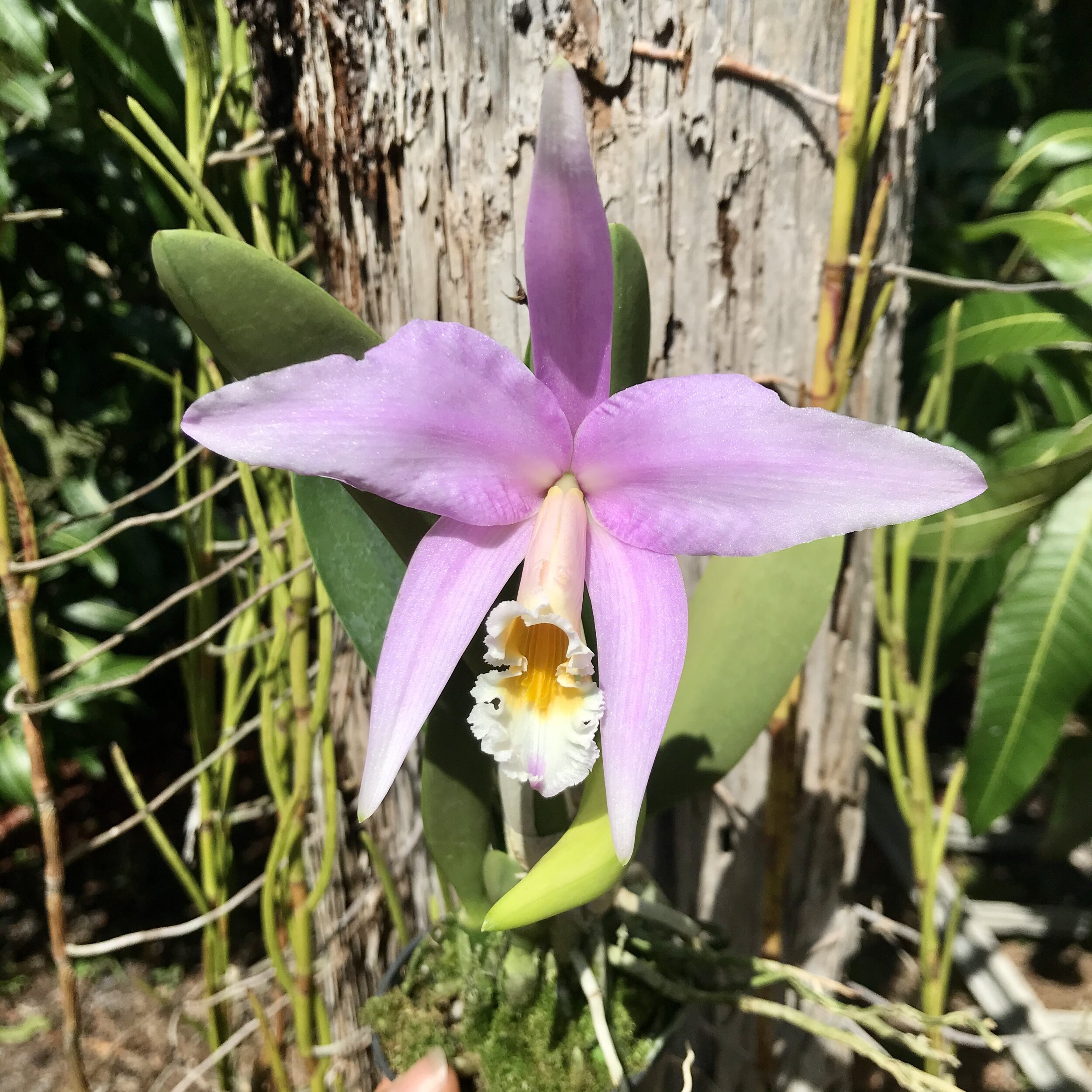 Laelia jongheana - Palmer Orchids