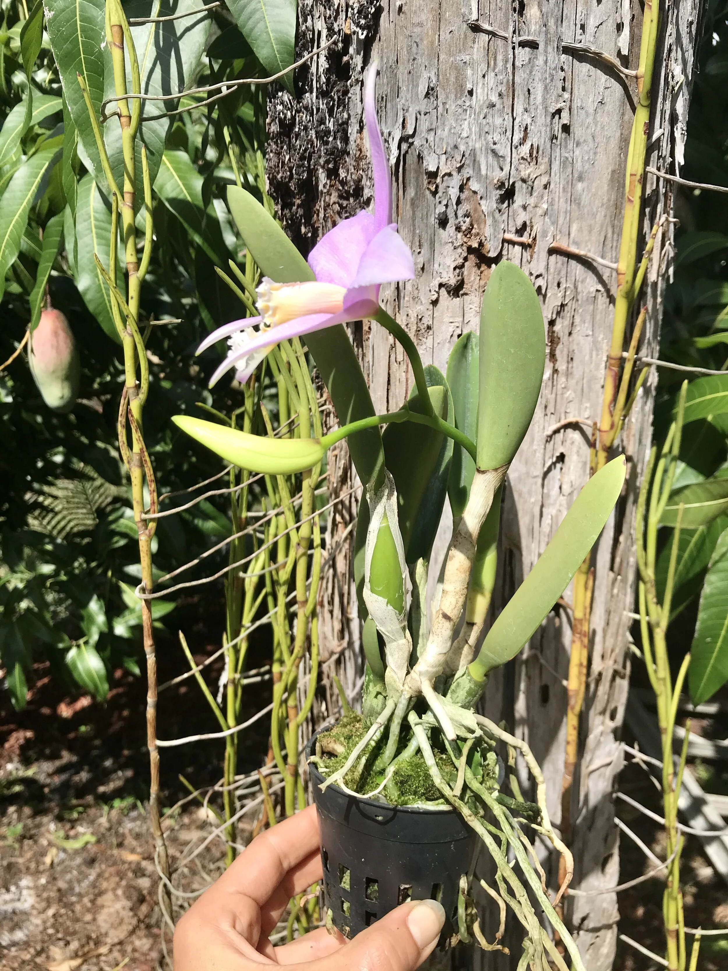 Laelia jongheana - Palmer Orchids