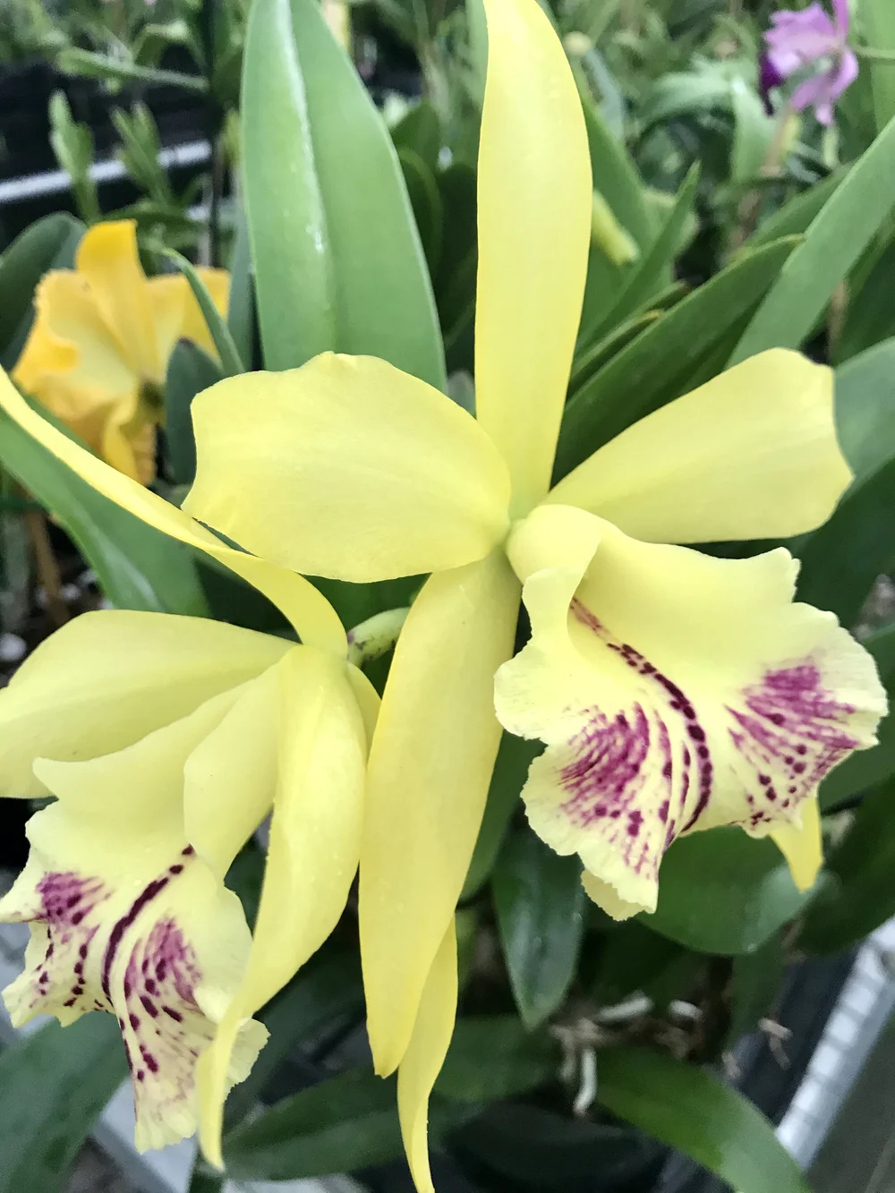 Rby. Lime Cooler — Palmer Orchids
