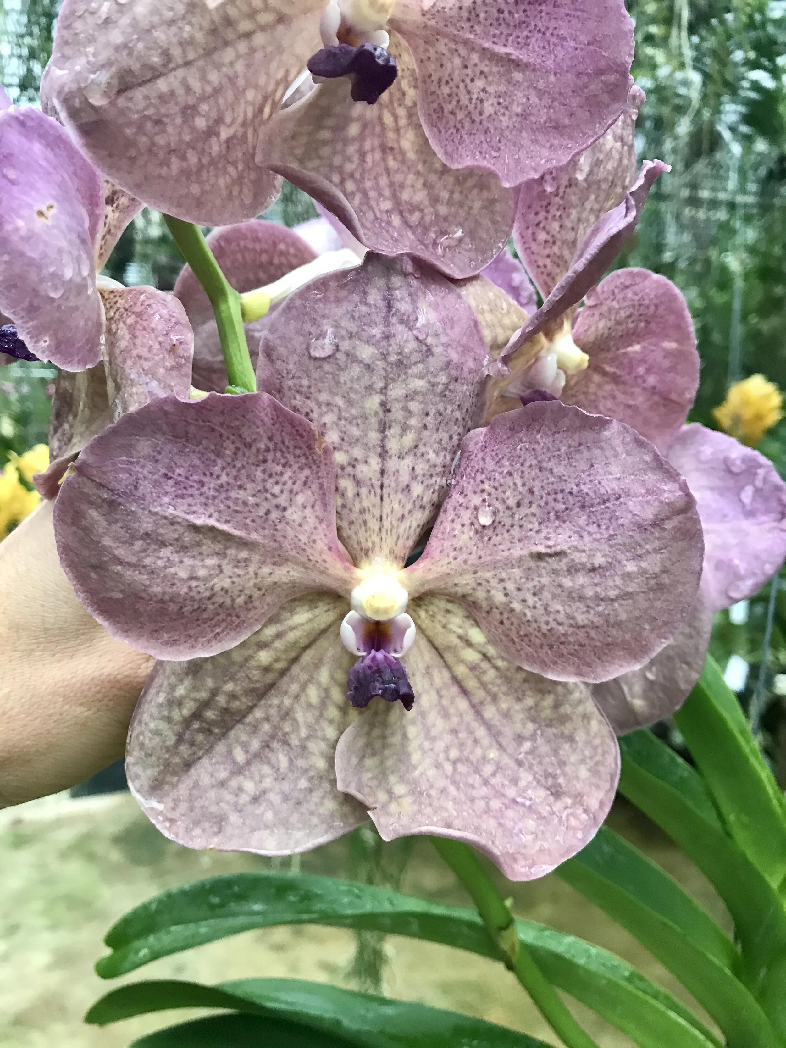 Vanda Prapathom Gold x coerulea -- Palmer Orchids