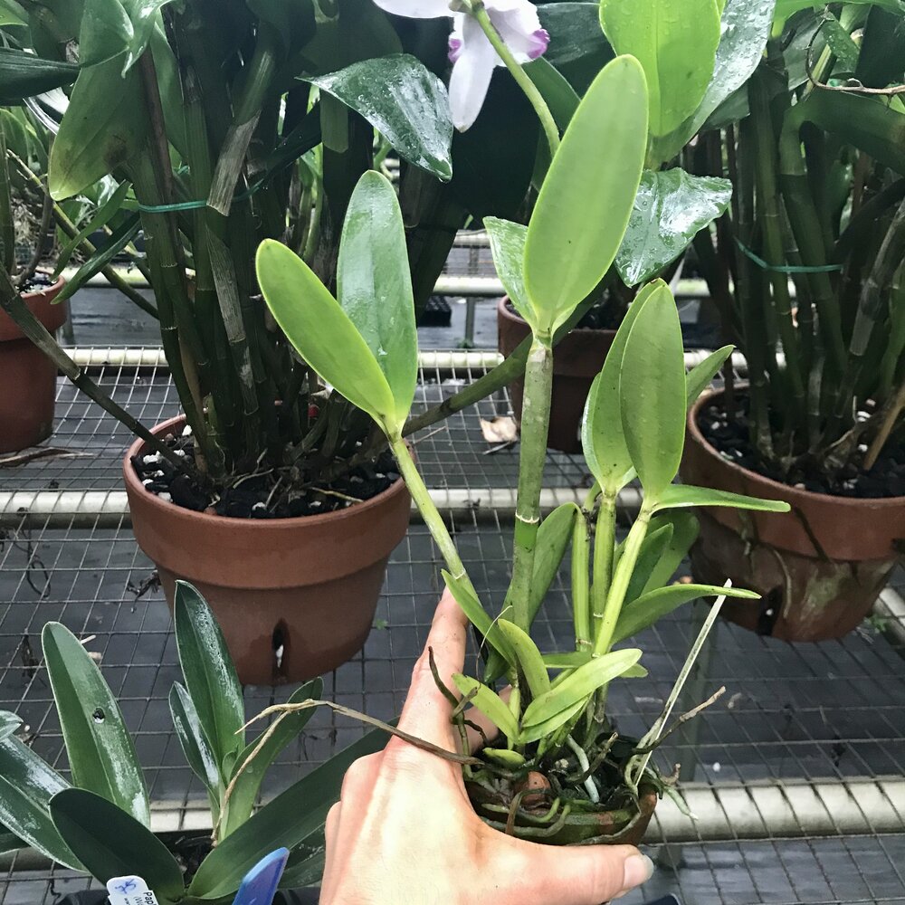 Rare Cattleya intermadia aquinii orlata Coerulea orchid plant