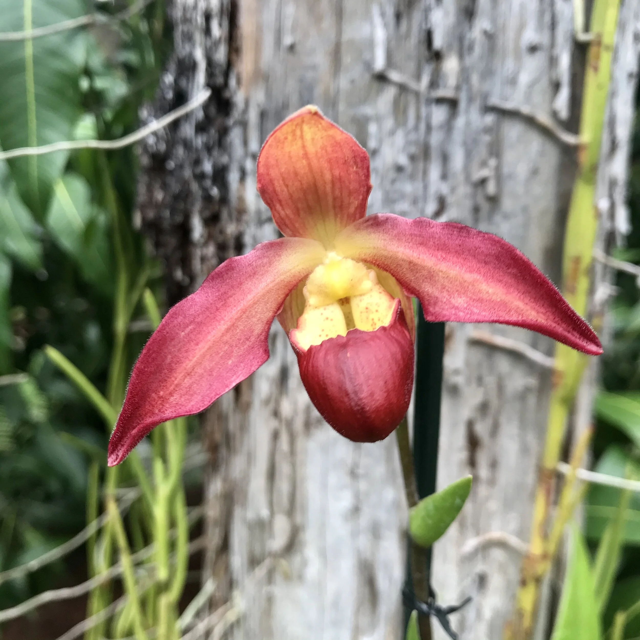 Phrag. QF Red Wings - Palmer Orchids