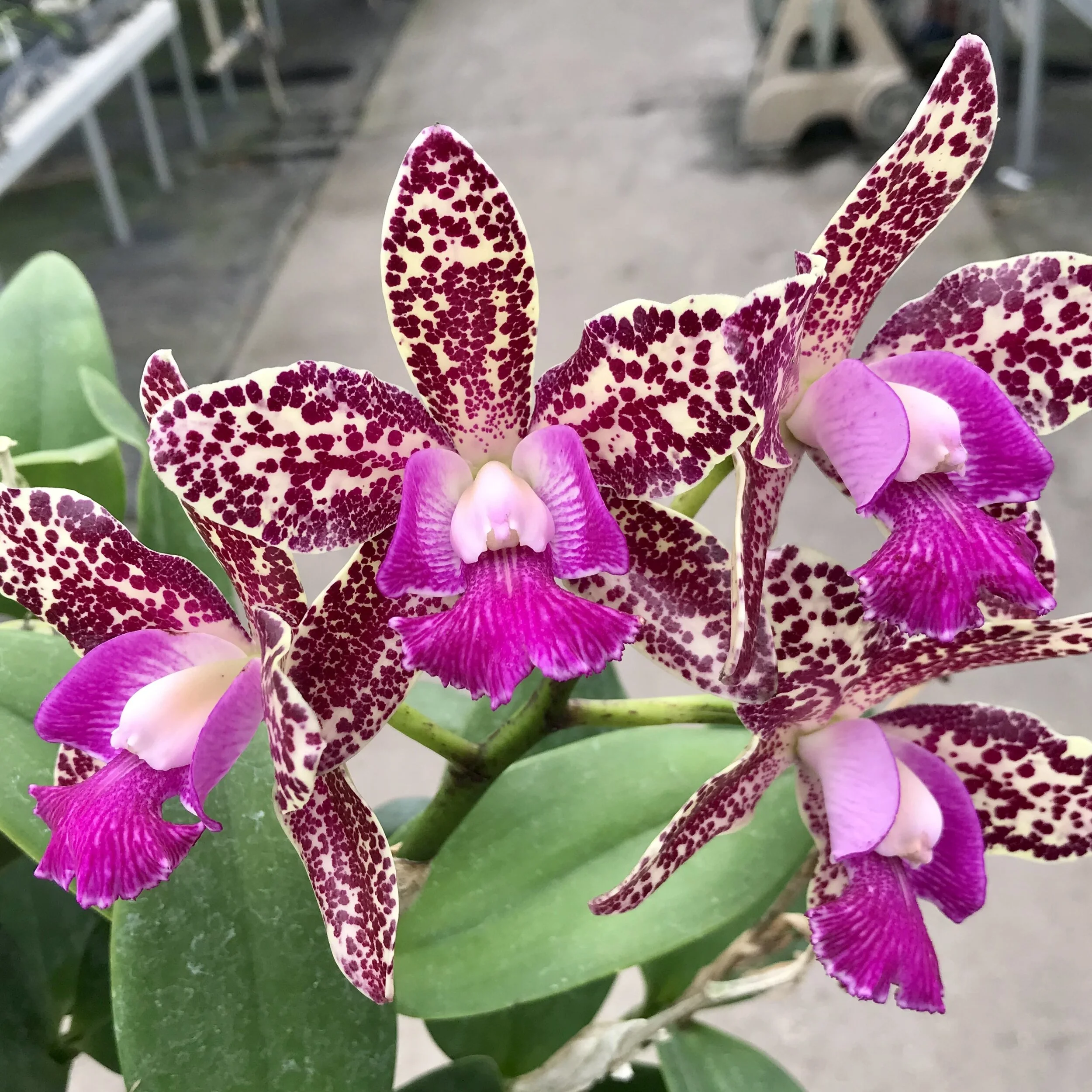 Cattleya Day Tripper - Palmer Orchids