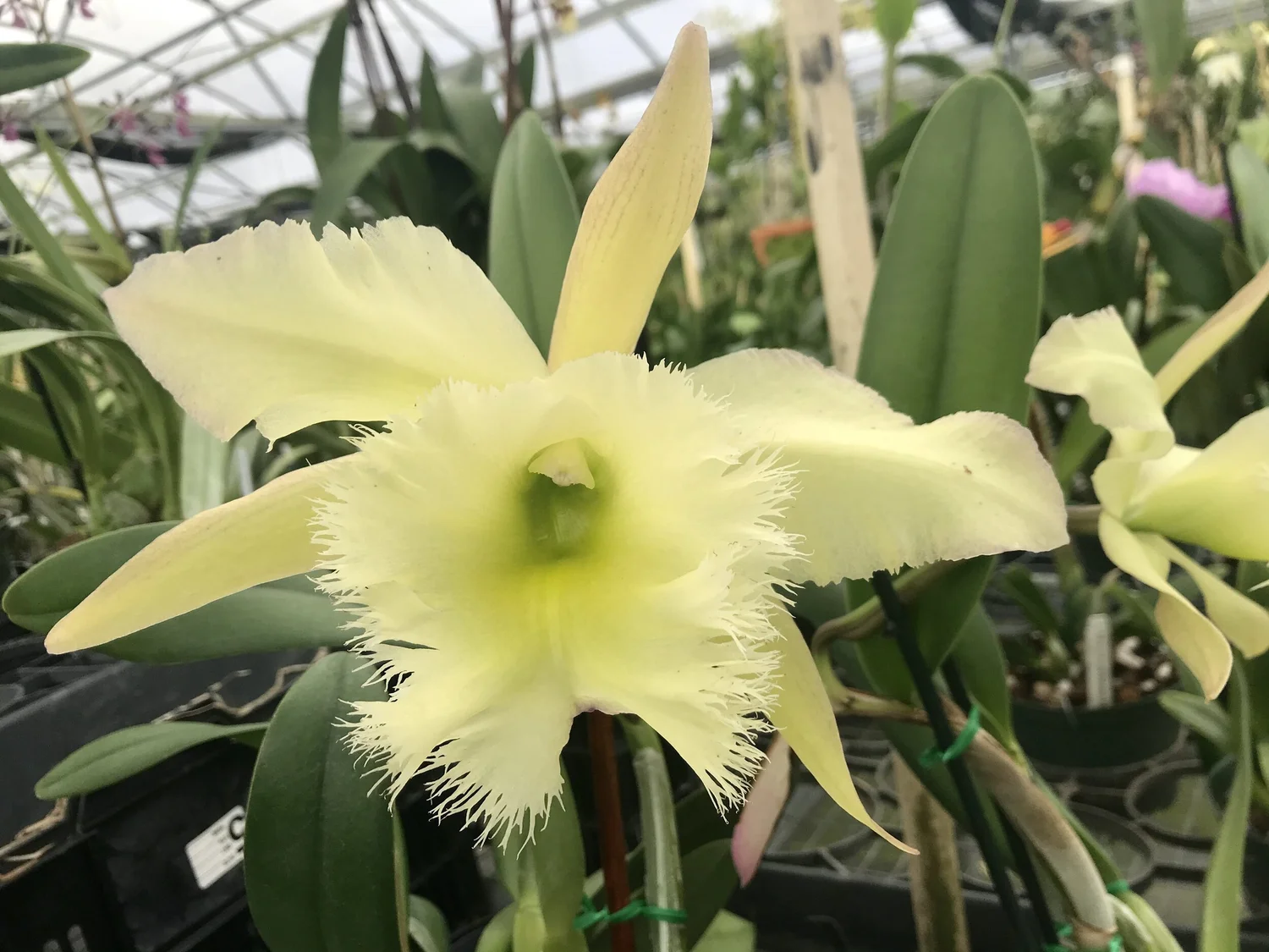Rlc. Rio's Green Magic — Palmer Orchids