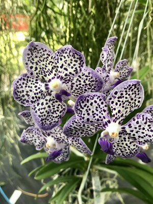 Vanda Robert's Delight x Mimi Palmer — Palmer Orchids
