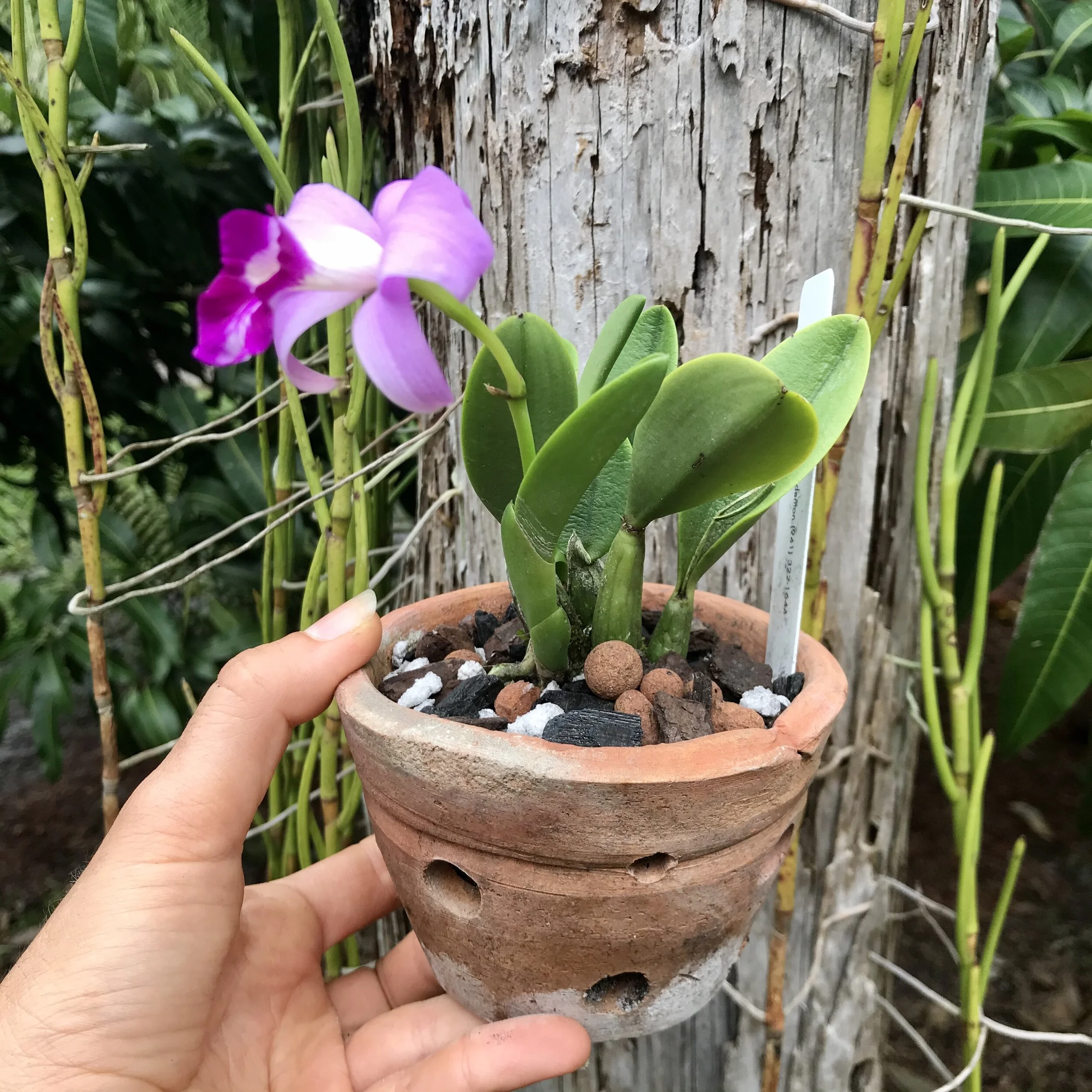 Laelia sincorana - Palmer Orchids