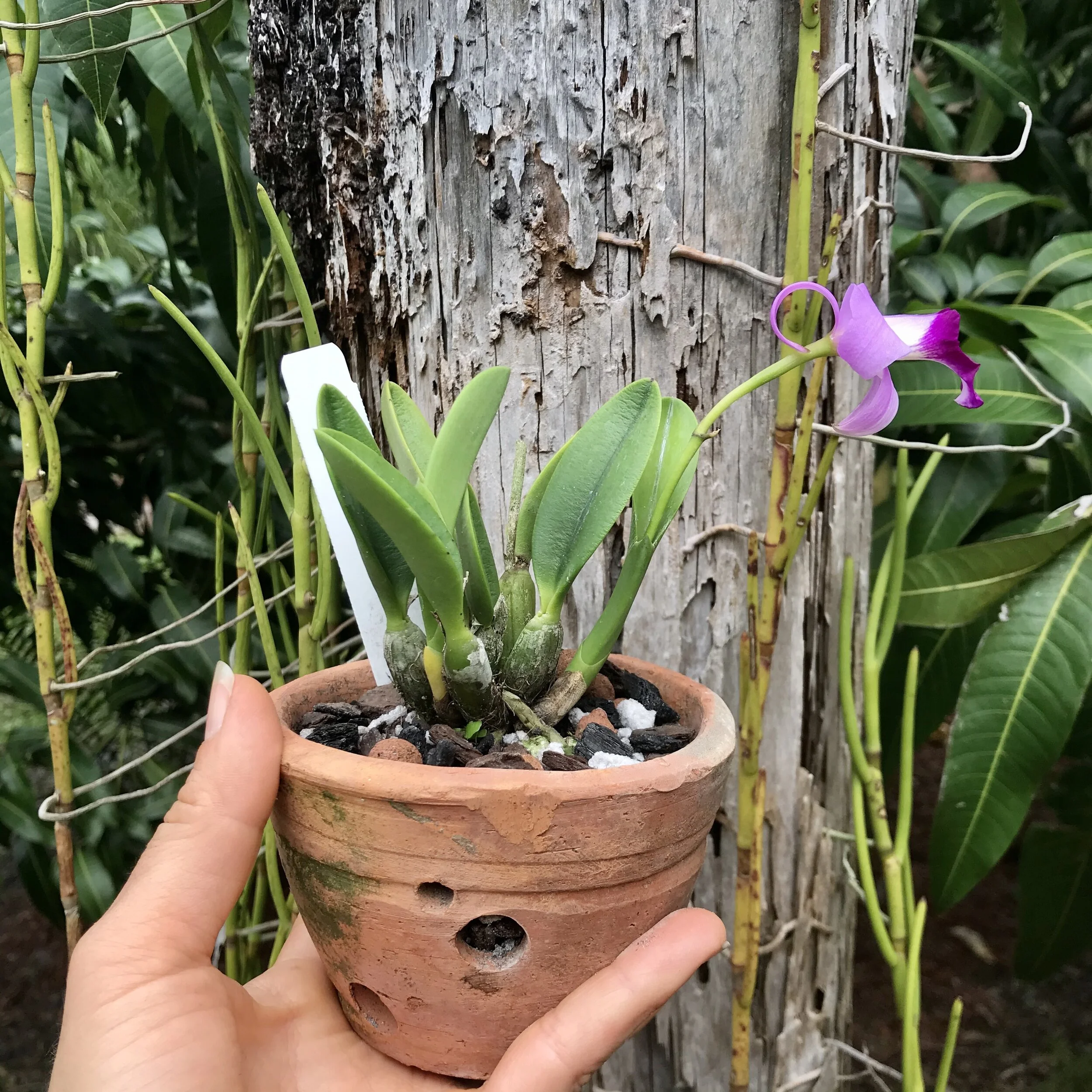 Laelia sincorana - Palmer Orchids