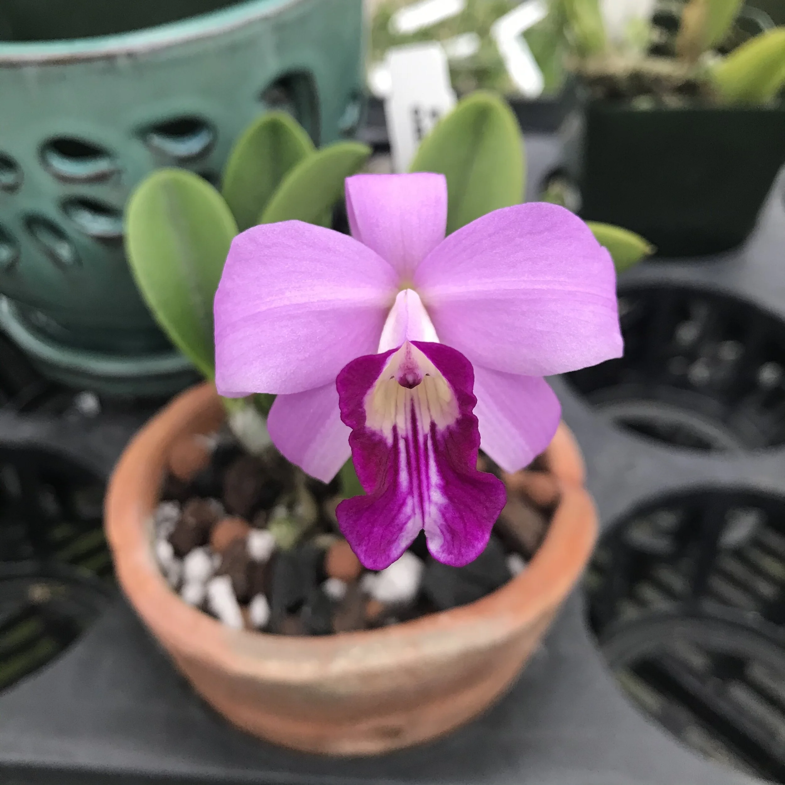Laelia sincorana - Palmer Orchids