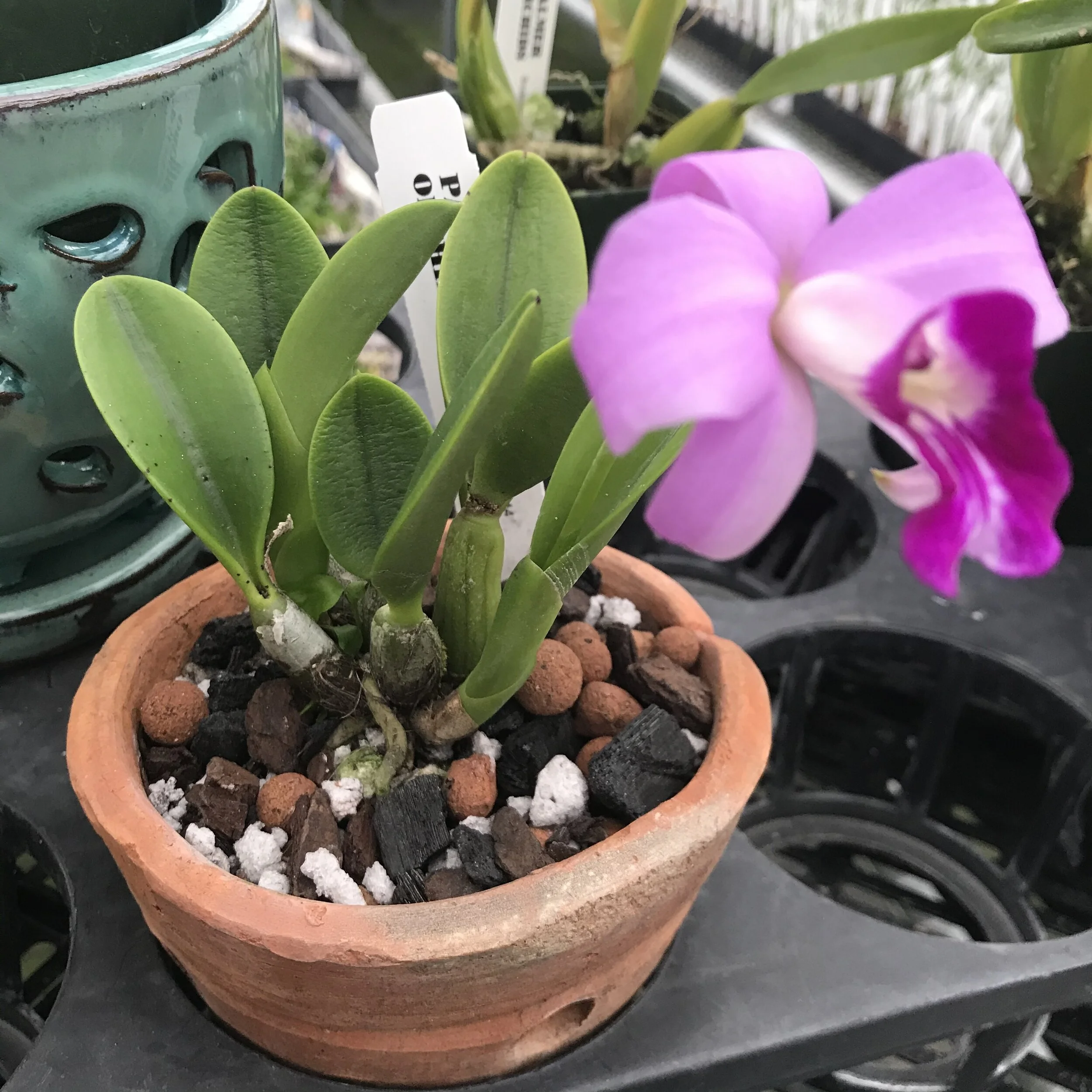 Laelia sincorana - Palmer Orchids