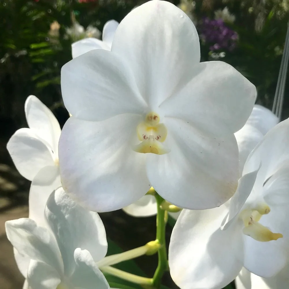 Vanda Nopporn White Diamond