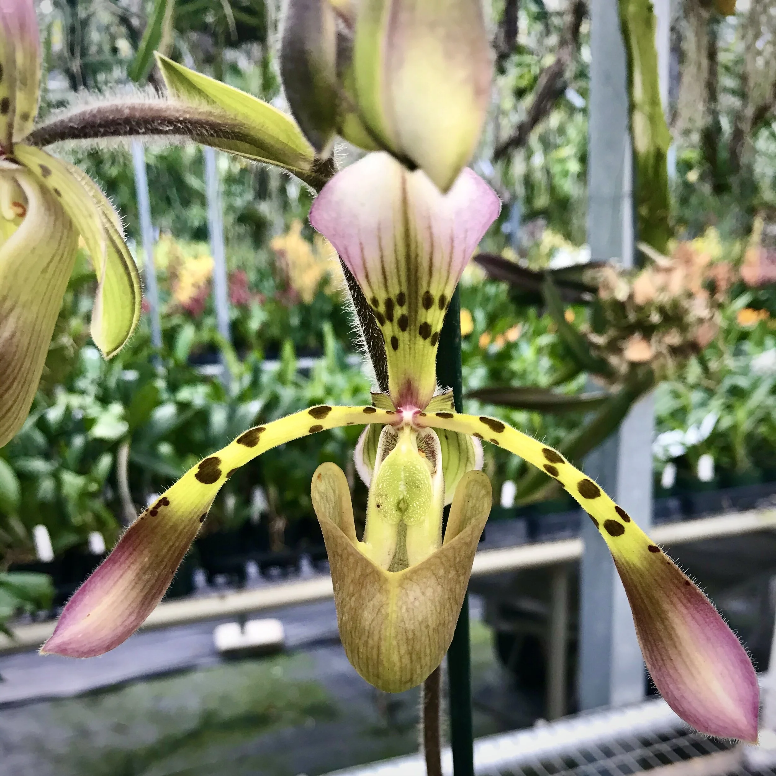 Paphiopedilum haynaldianum - Palmer Orchids