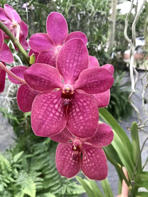 Vanda — Palmer Orchids