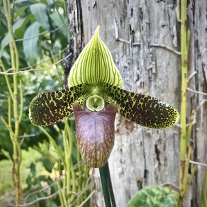 Paph. Barry Cole — Palmer Orchids