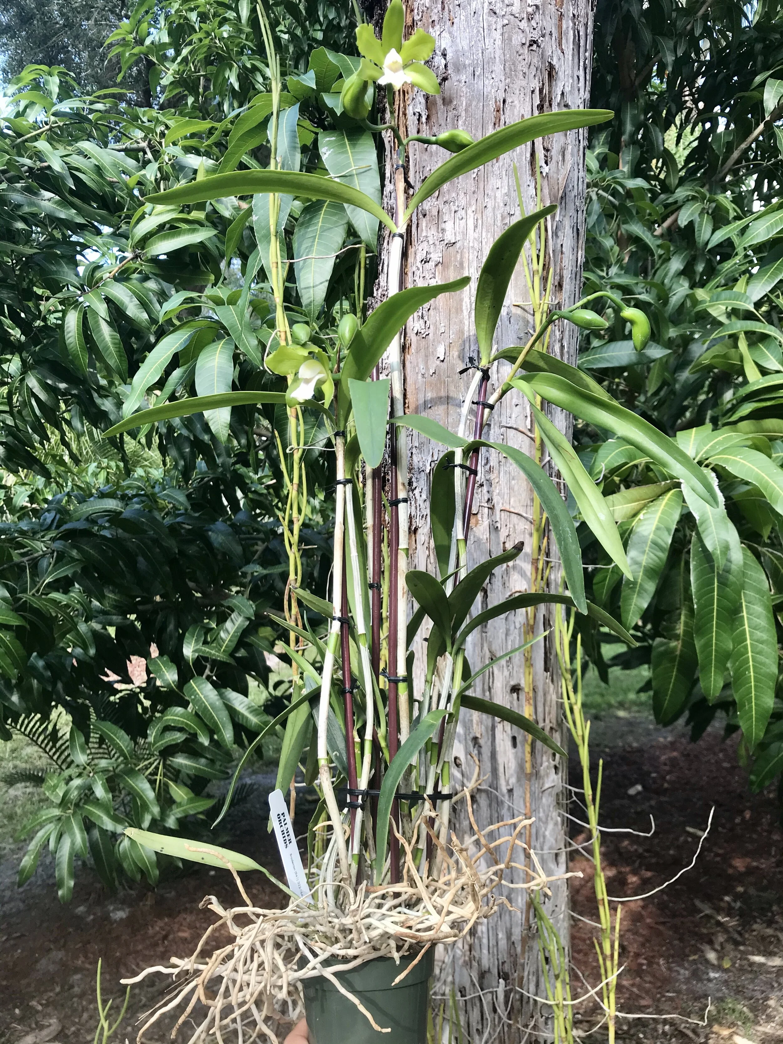 Cattleya bicolor alba - Palmer Orchids