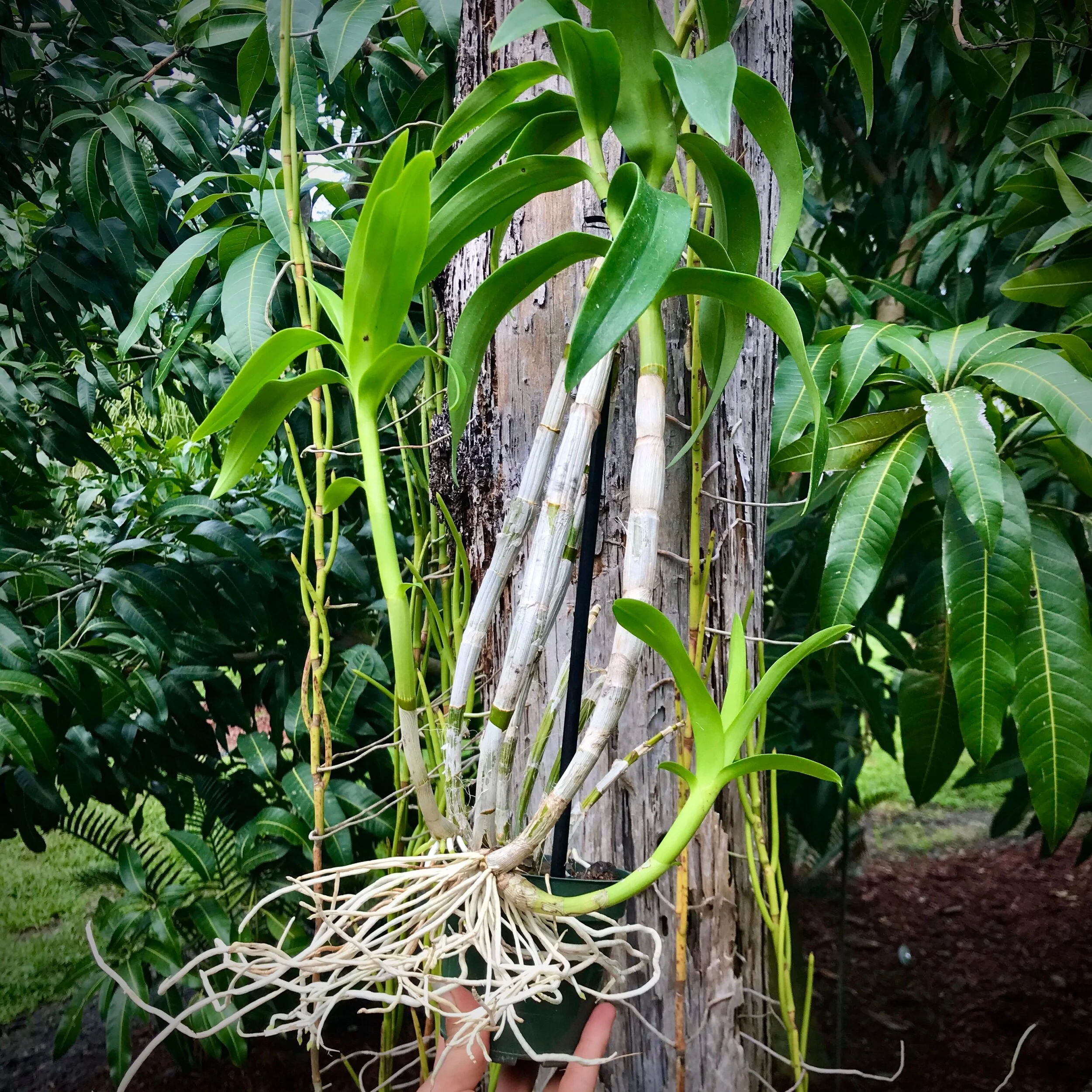 Den. Touch of Gold - Palmer Orchids