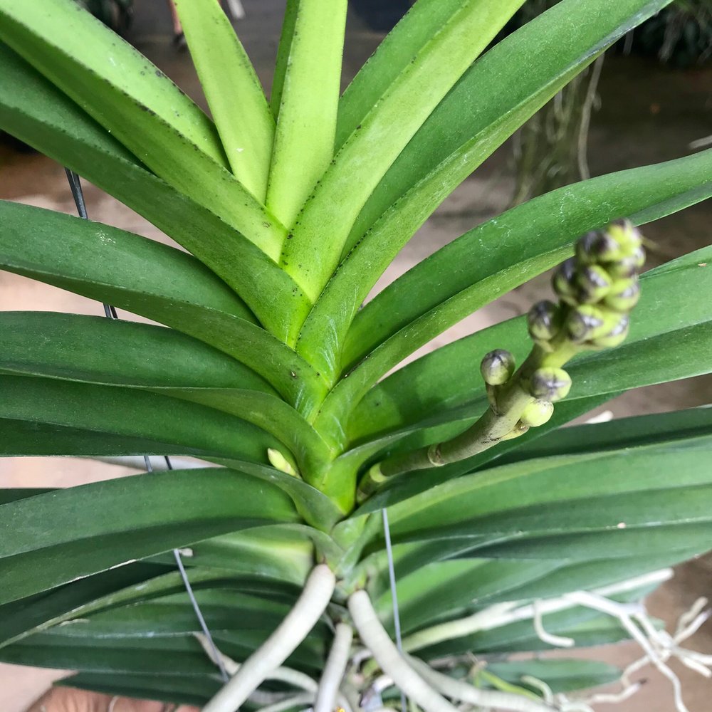 Pda. Kyra Green 'Minghus' AM/AOS — Palmer Orchids