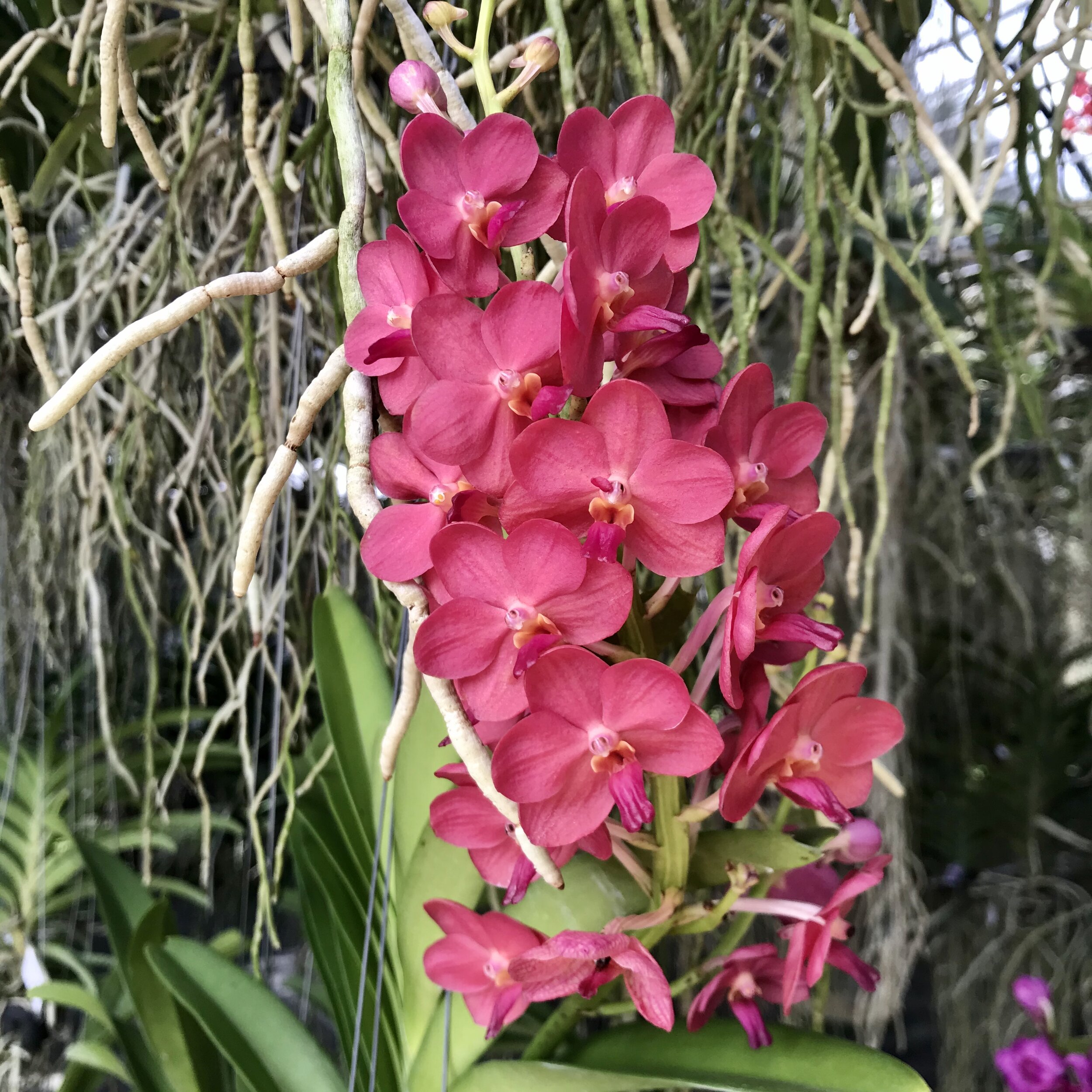Vandachostylis Pine Rivers