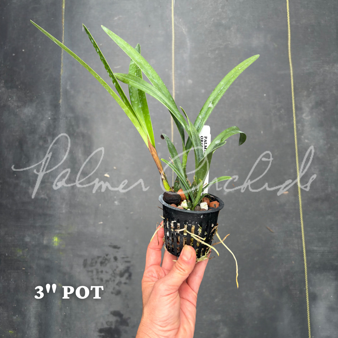 Enc rufa Palemr Orchids 3 inch 3.png