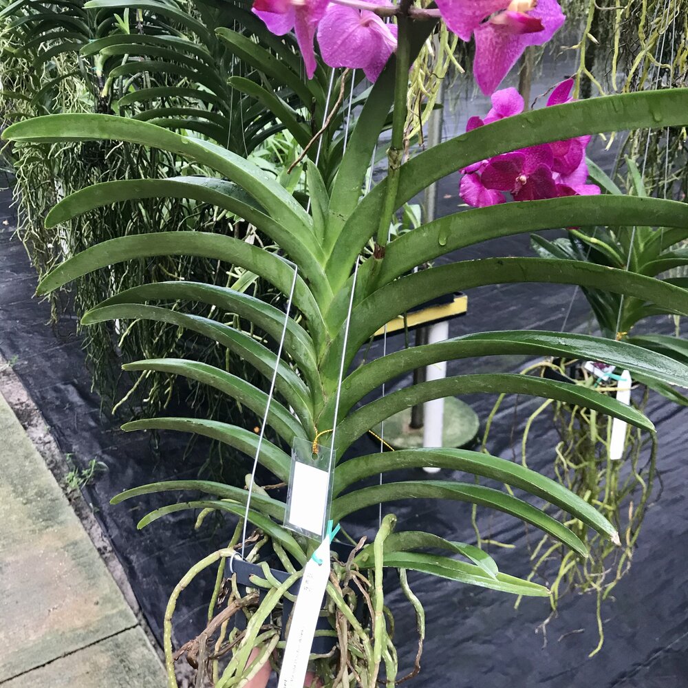 Vanda Brighton Sunset — Palmer Orchids