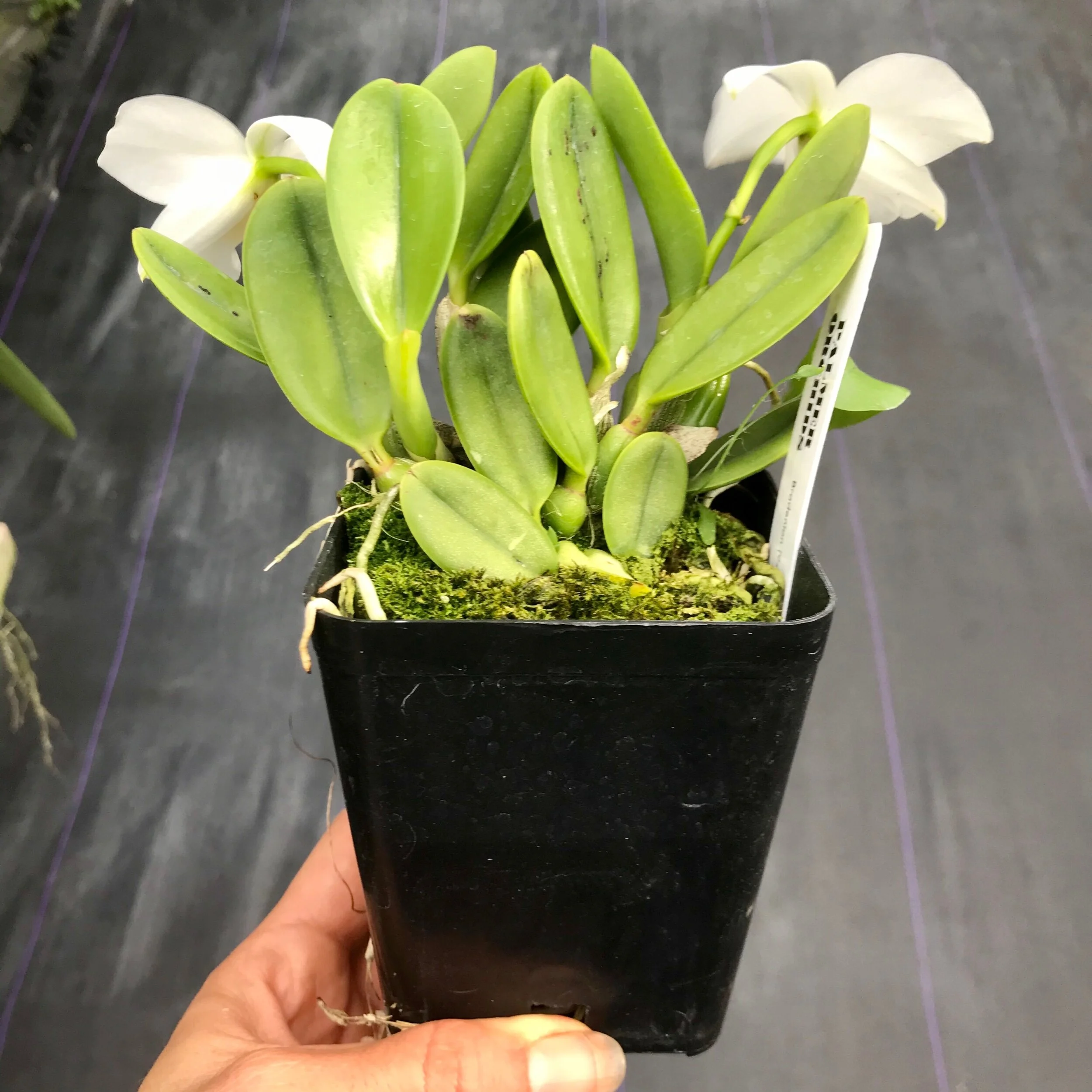 76A20594-6188-4FF6-838A-6FE27CBF69E7