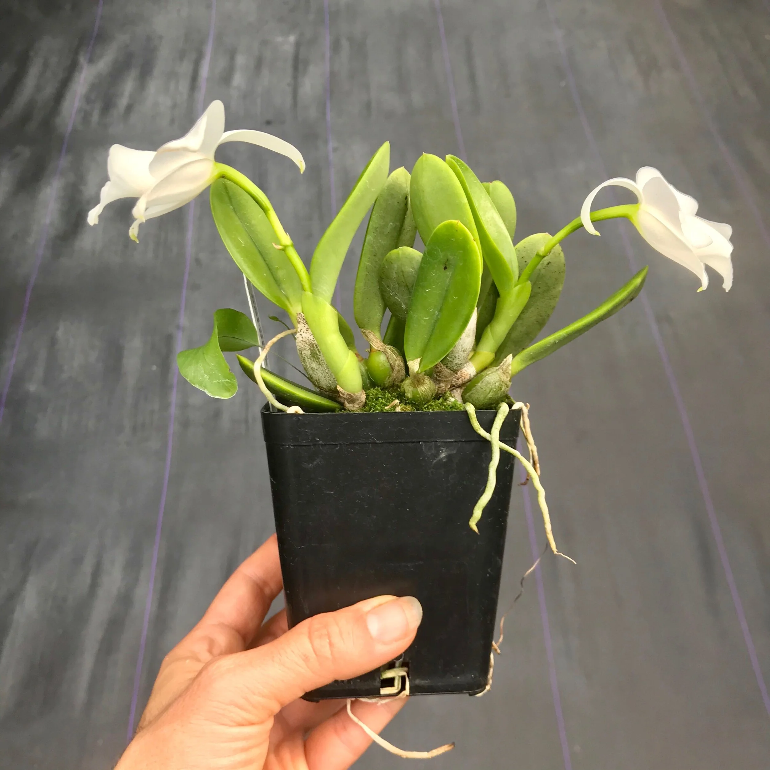 1E01BA5C-4AA8-44FC-97CB-1778114D1567