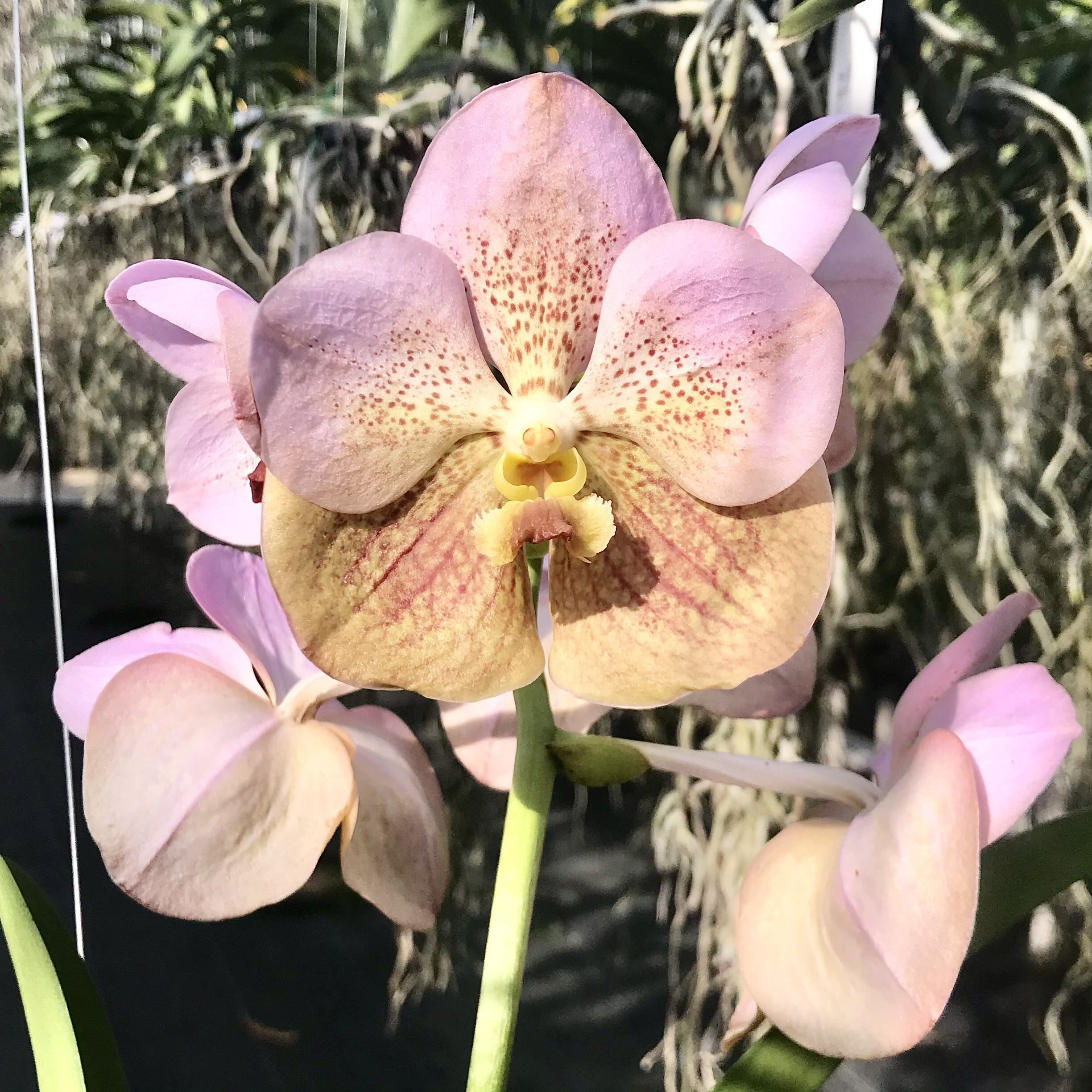 orchid plant Vanda Pathom Gold 