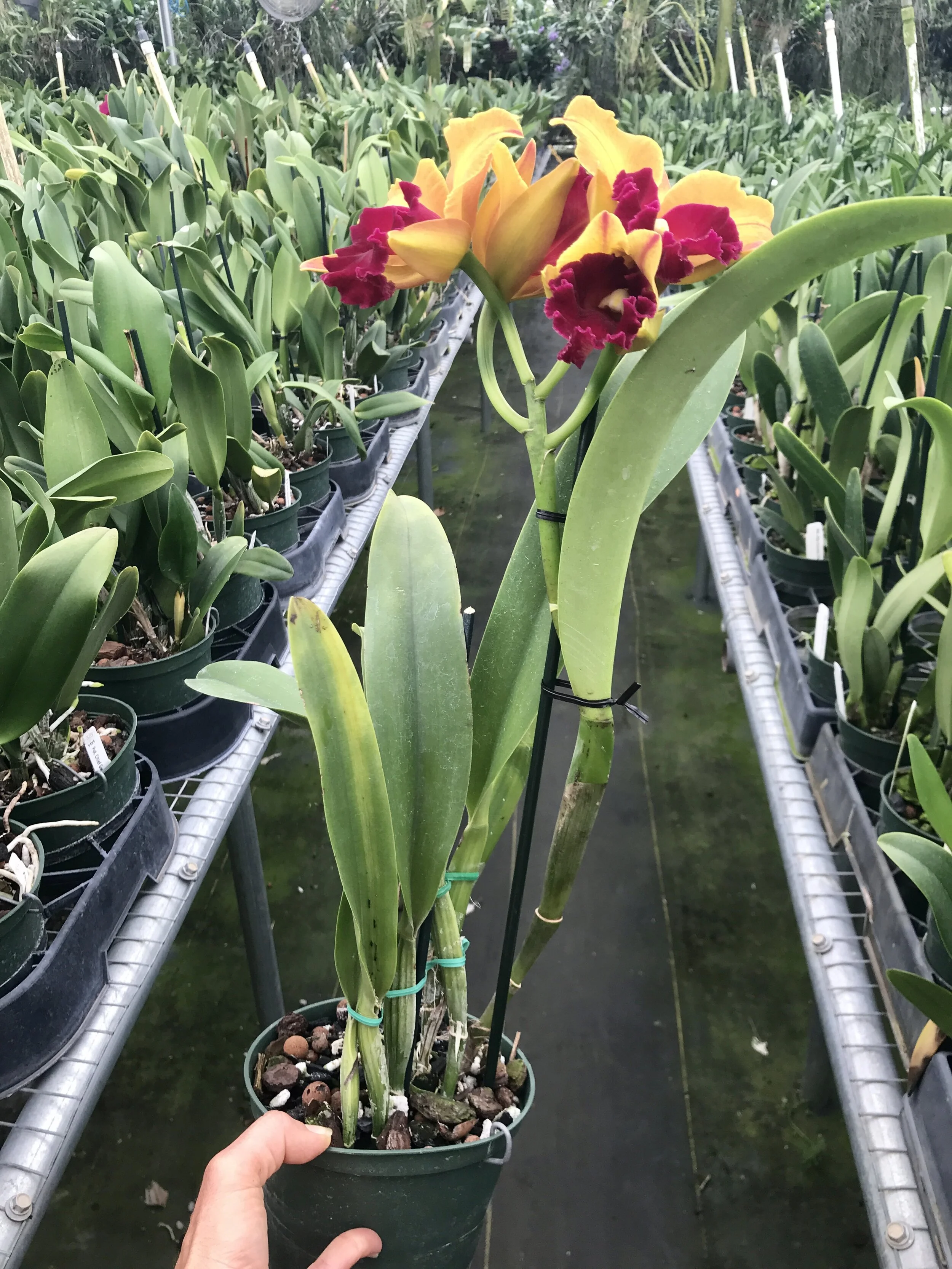 Rlc. Smiley Aoki - Palmer Orchids