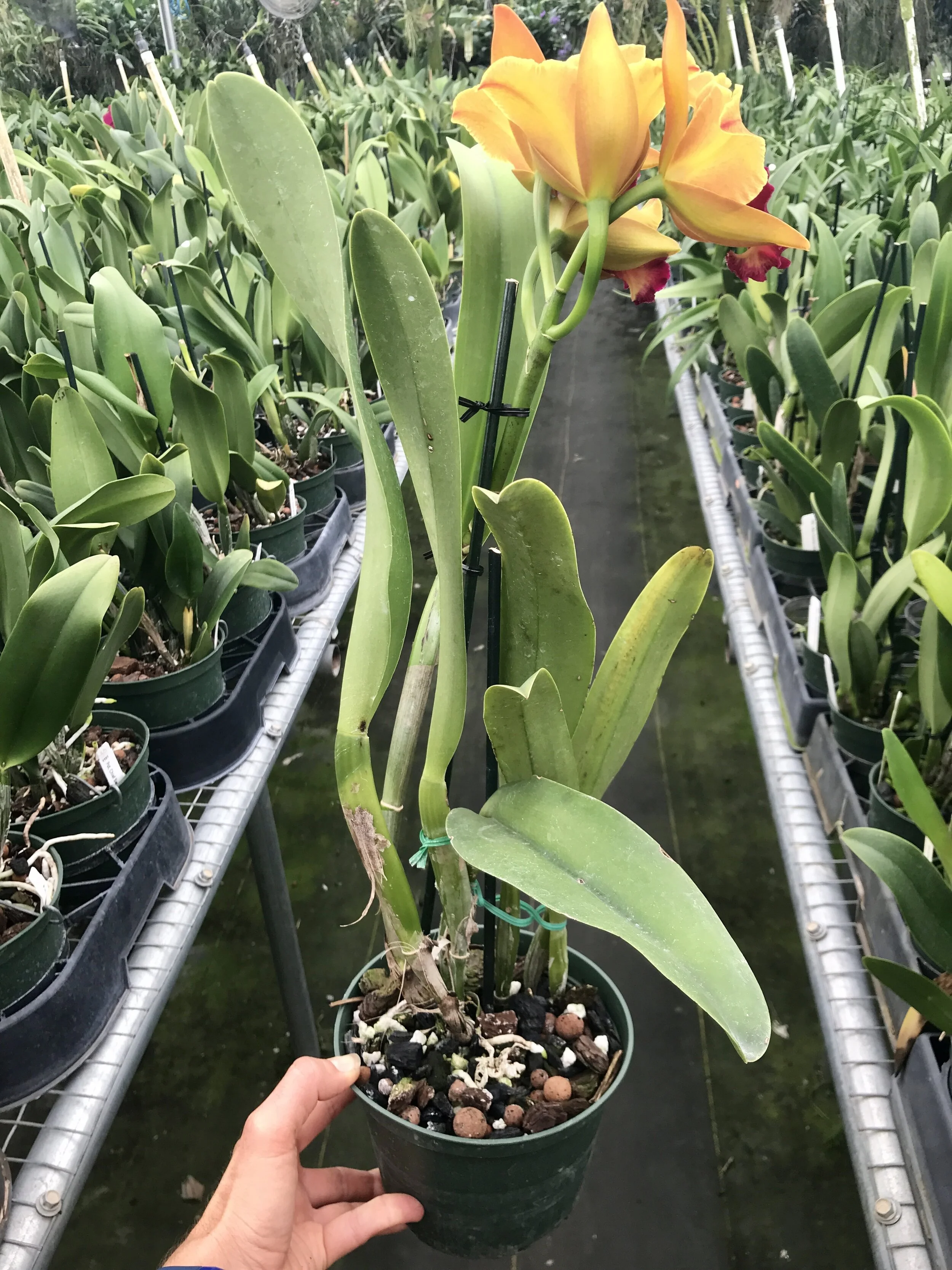 Rlc. Smiley Aoki - Palmer Orchids