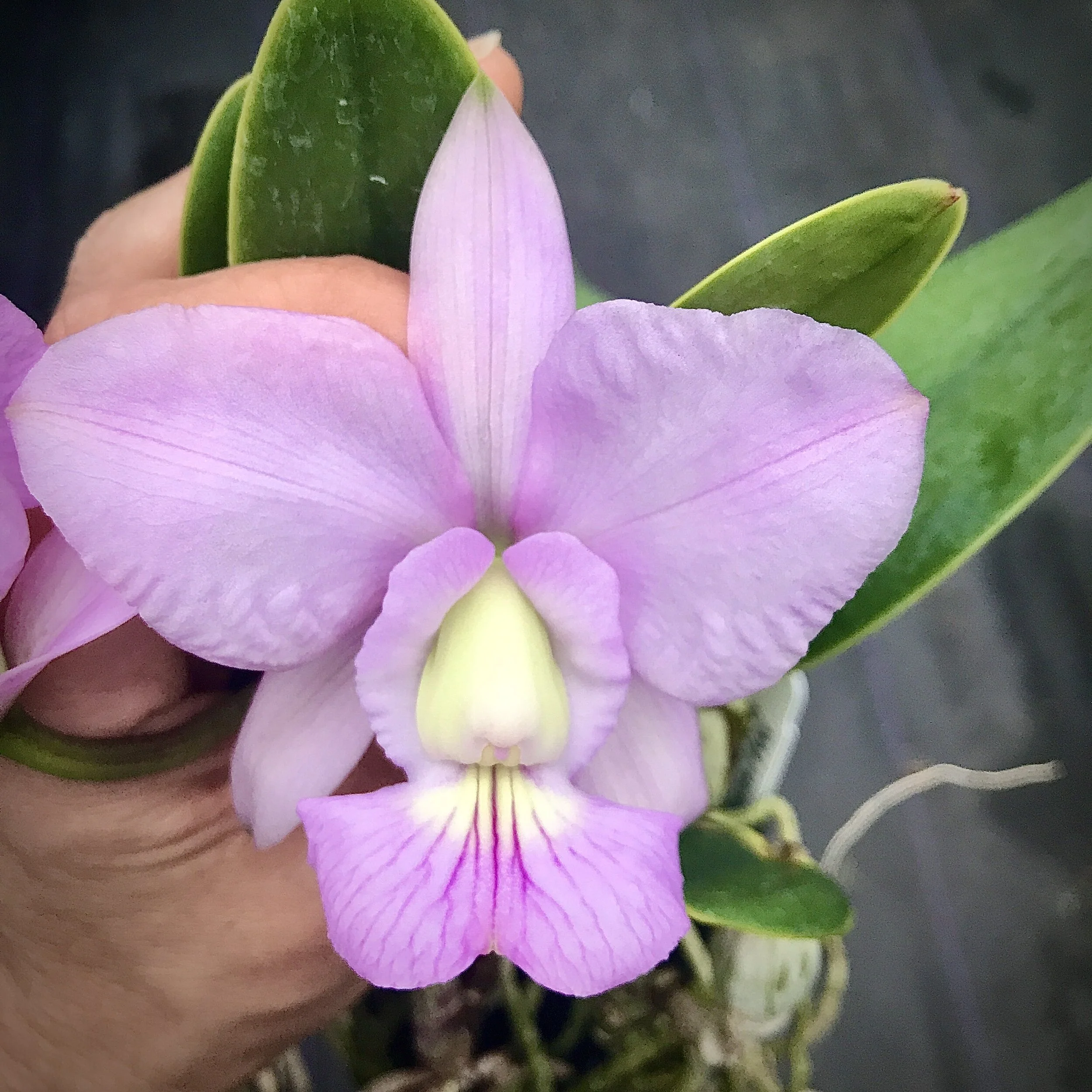 Cattleya Brazilian Jewel
