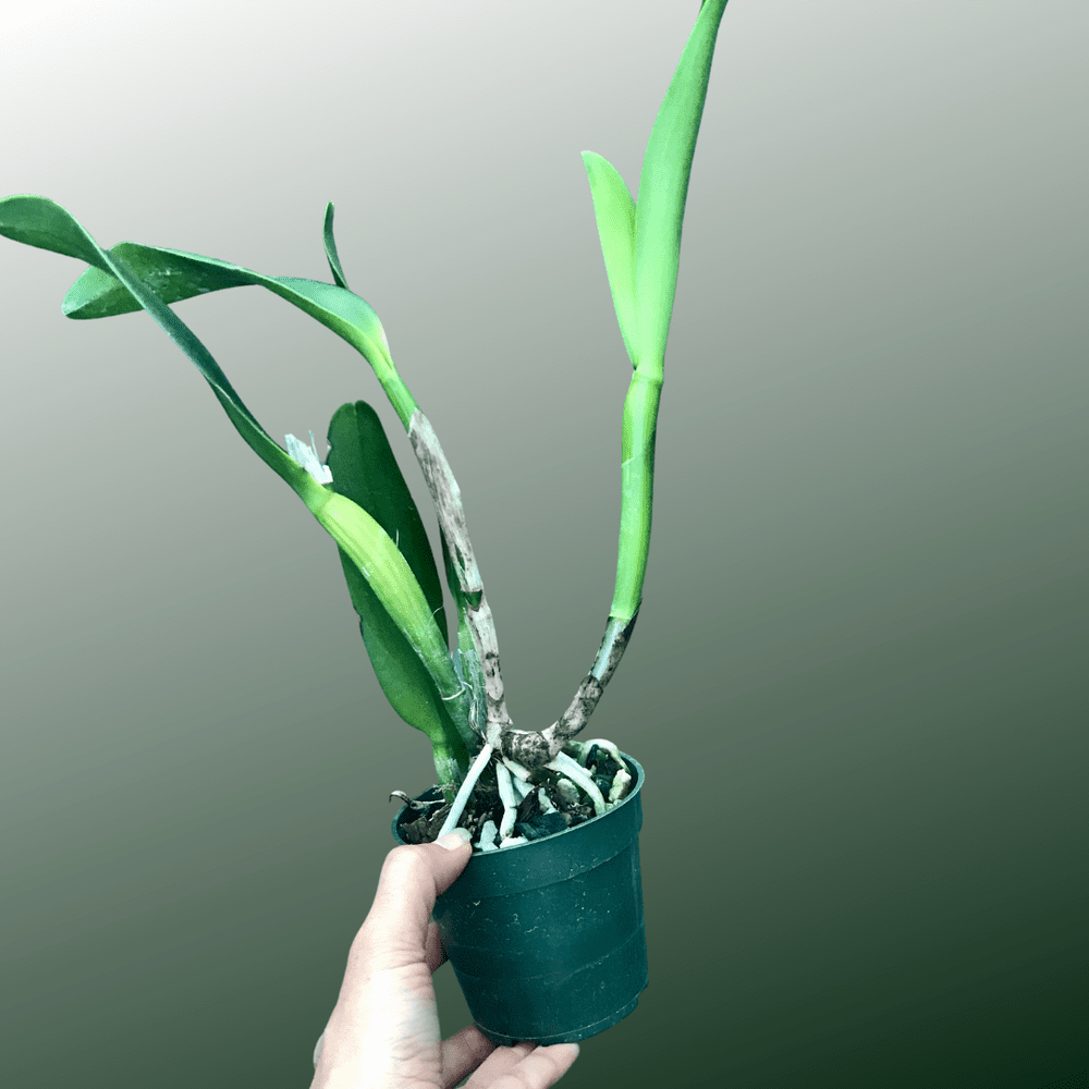 Rlc. Hsinying Greenworth 'NN' — Palmer Orchids