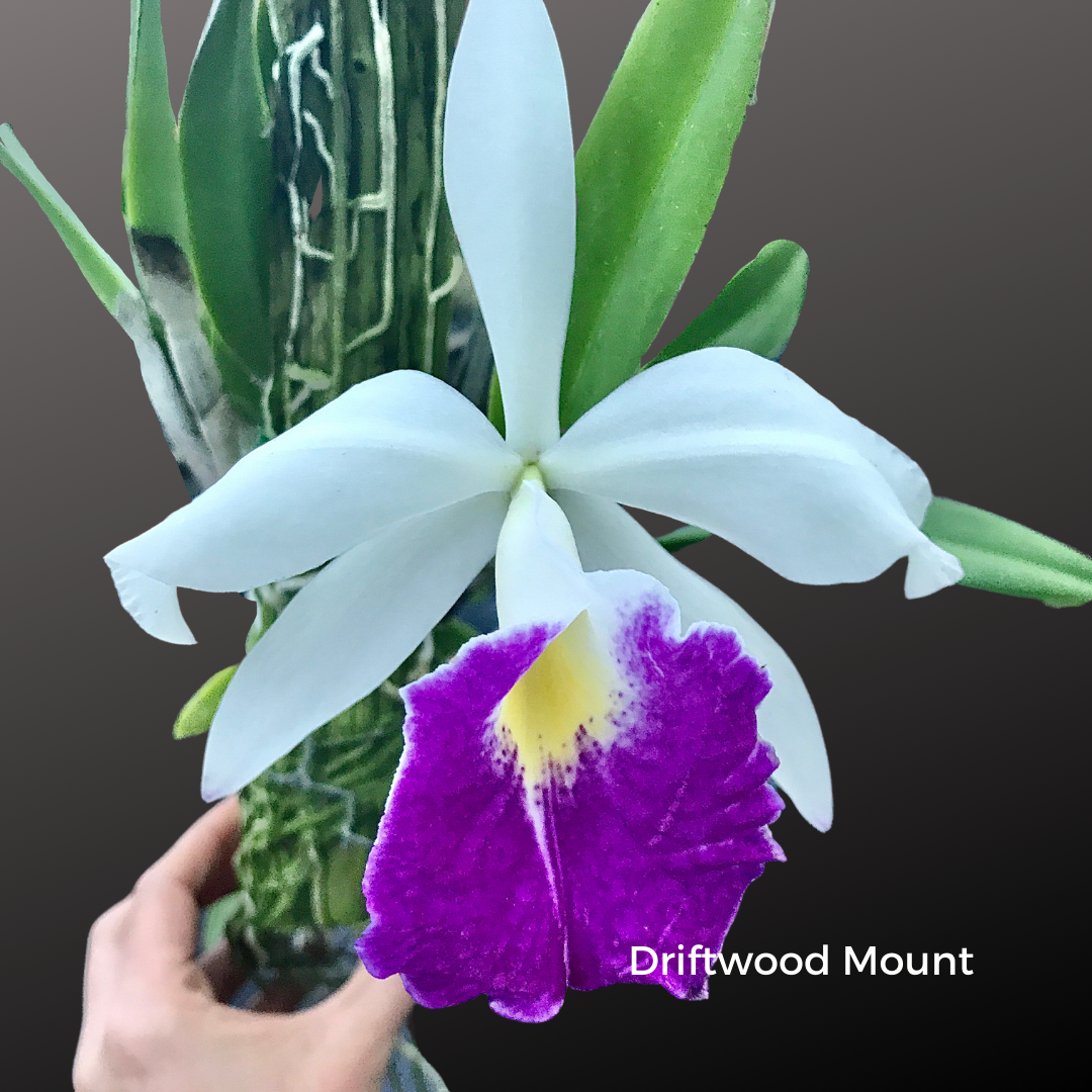 B. nodosa 'Susan Fuchs' FCC/AOS x Rlc. Hsinying Anna 'Hsinying I' - Palmer Orchids