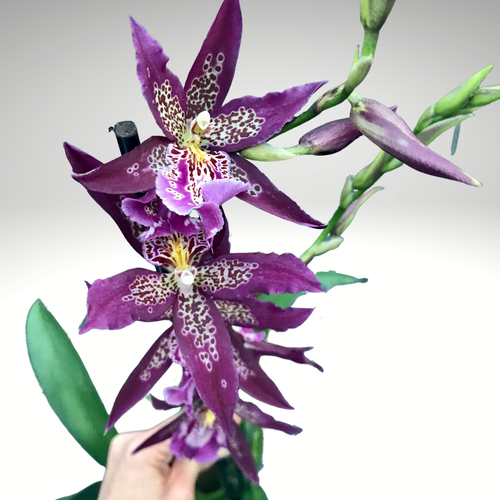 Alcra. Marfitch 'Howard's Dream' AM/AOS — Palmer Orchids