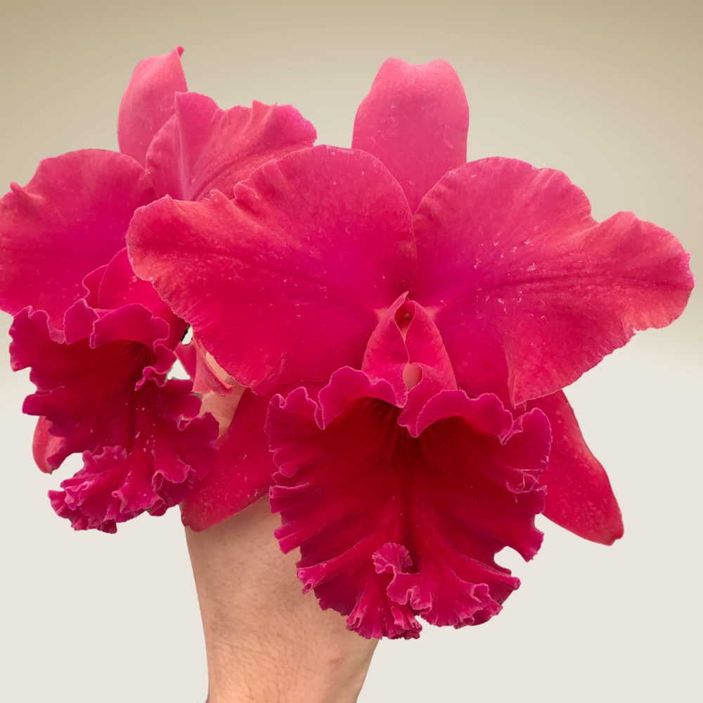 pua　ドテラ Front differential and transfer case intermediate shaft ZF 8HP55A