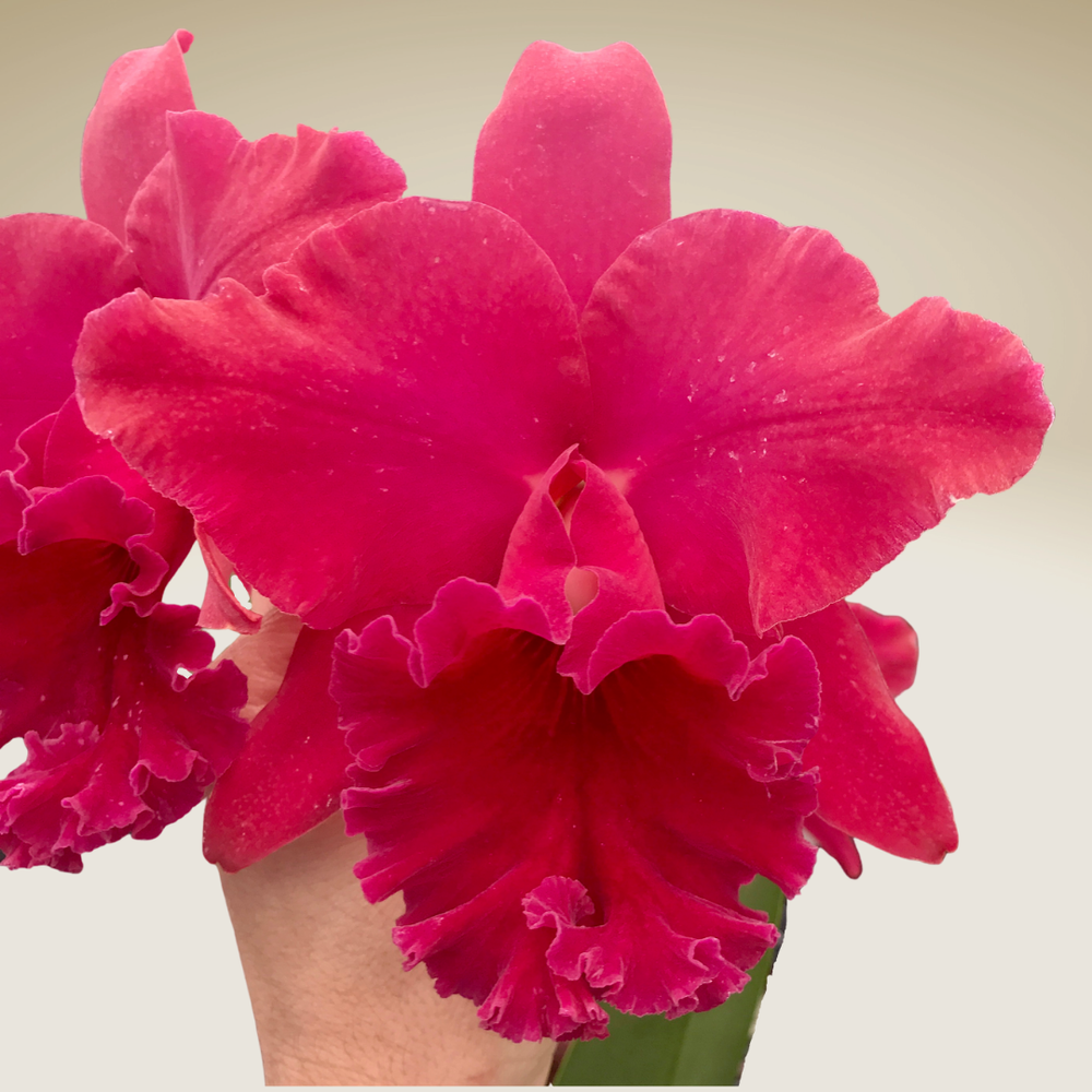 Rlc. Thelma Ayako Tsukamoto — Palmer Orchids