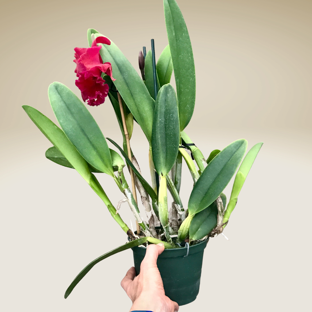 Rlc. Thelma Ayako Tsukamoto — Palmer Orchids