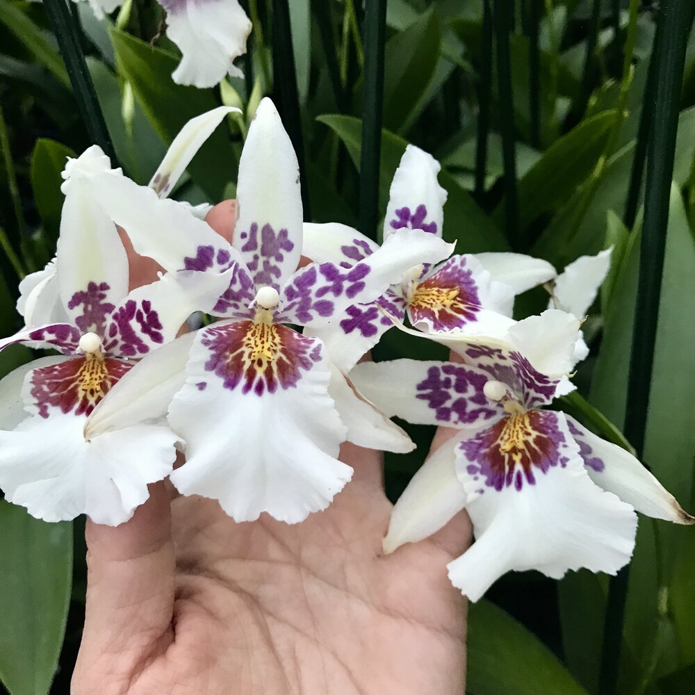 Bllra. Big Shot 'Hilo Sparkle' — Palmer Orchids