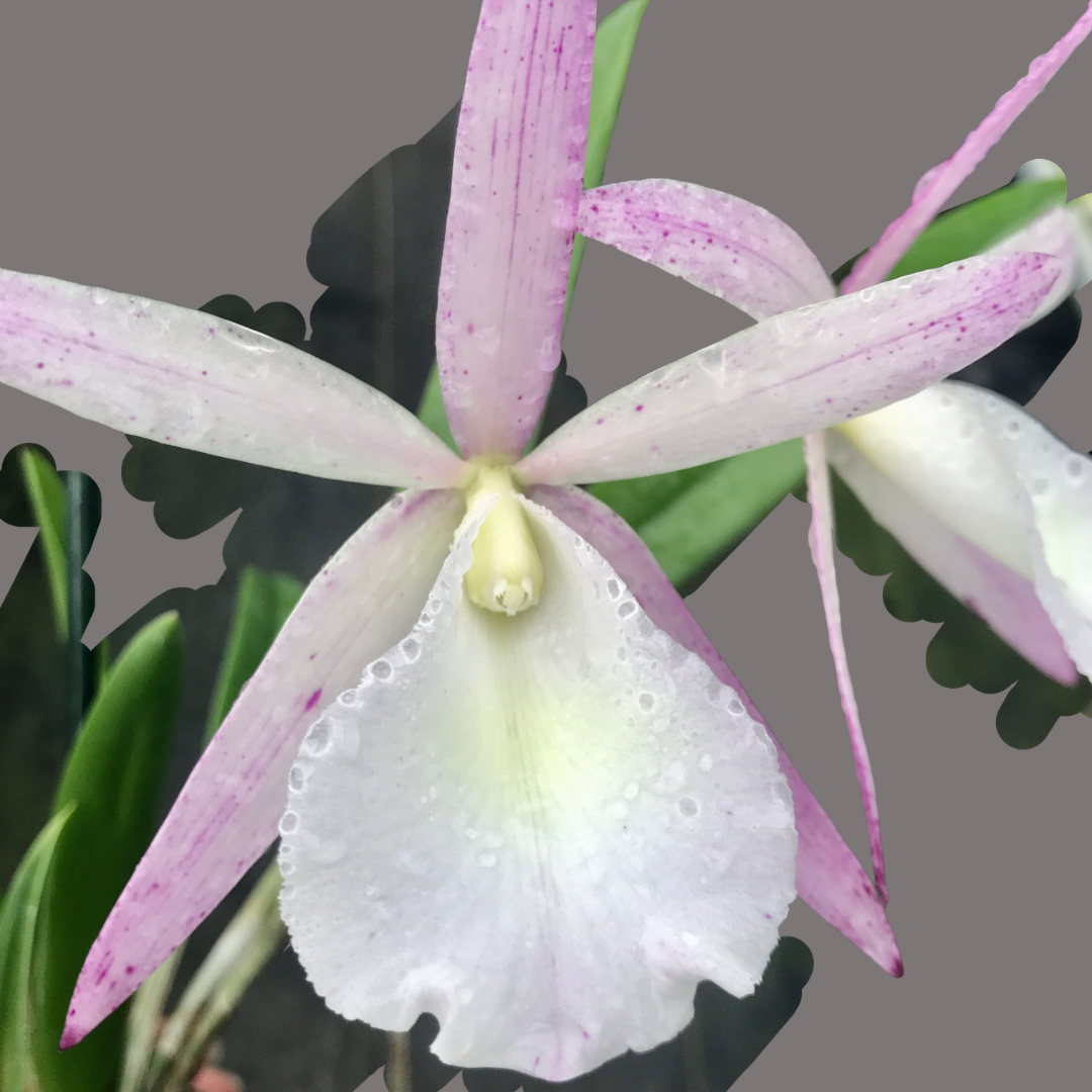 Orchid Hybrid Cattleya Summer Spots x Brassivola nodosa 