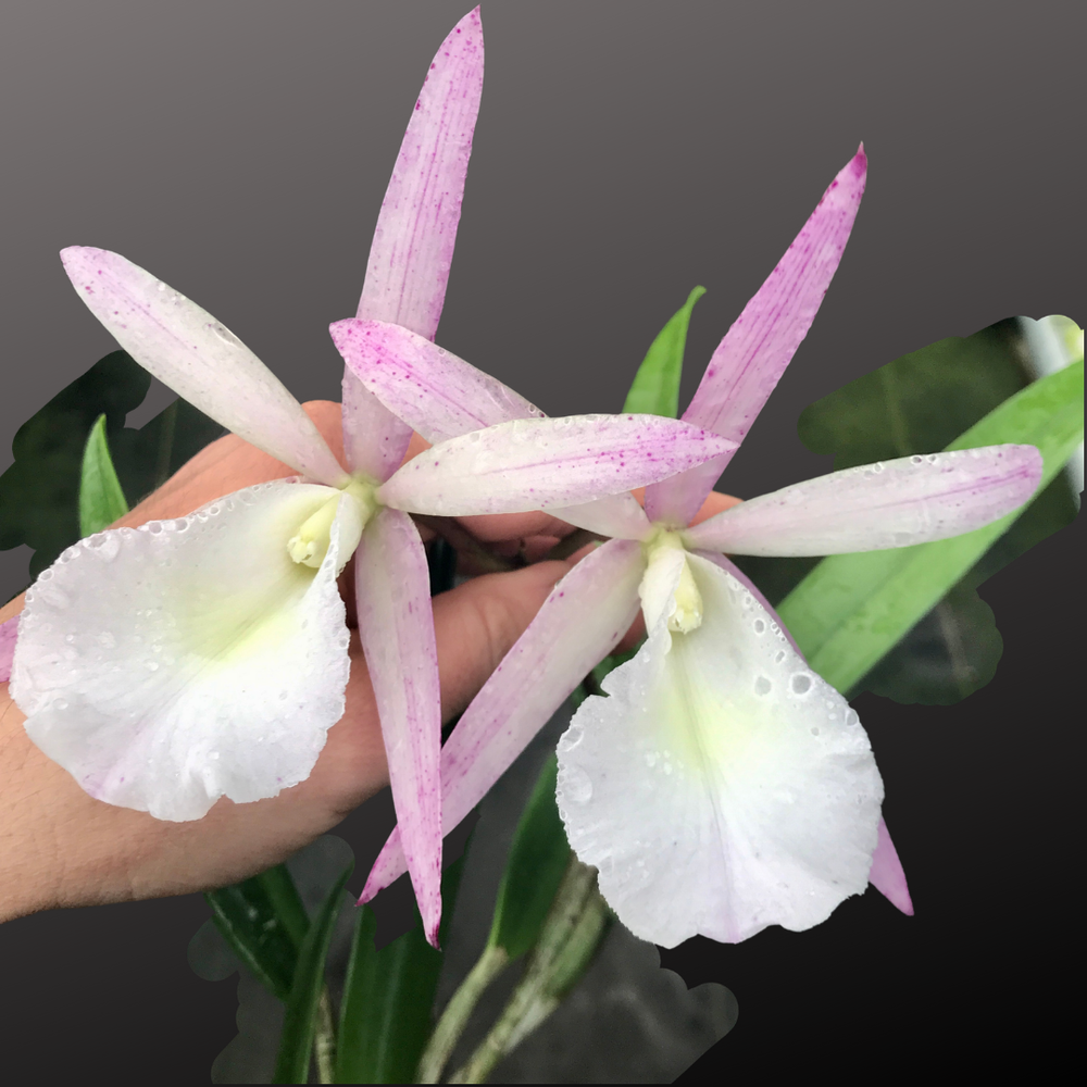 Bc. Walter August — Palmer Orchids
