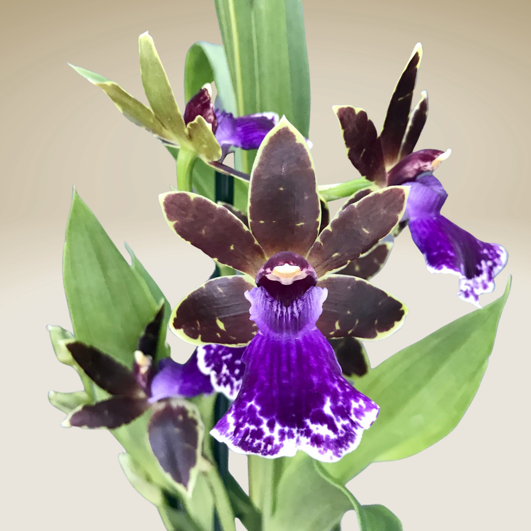 Zygopetalum — Palmer Orchids