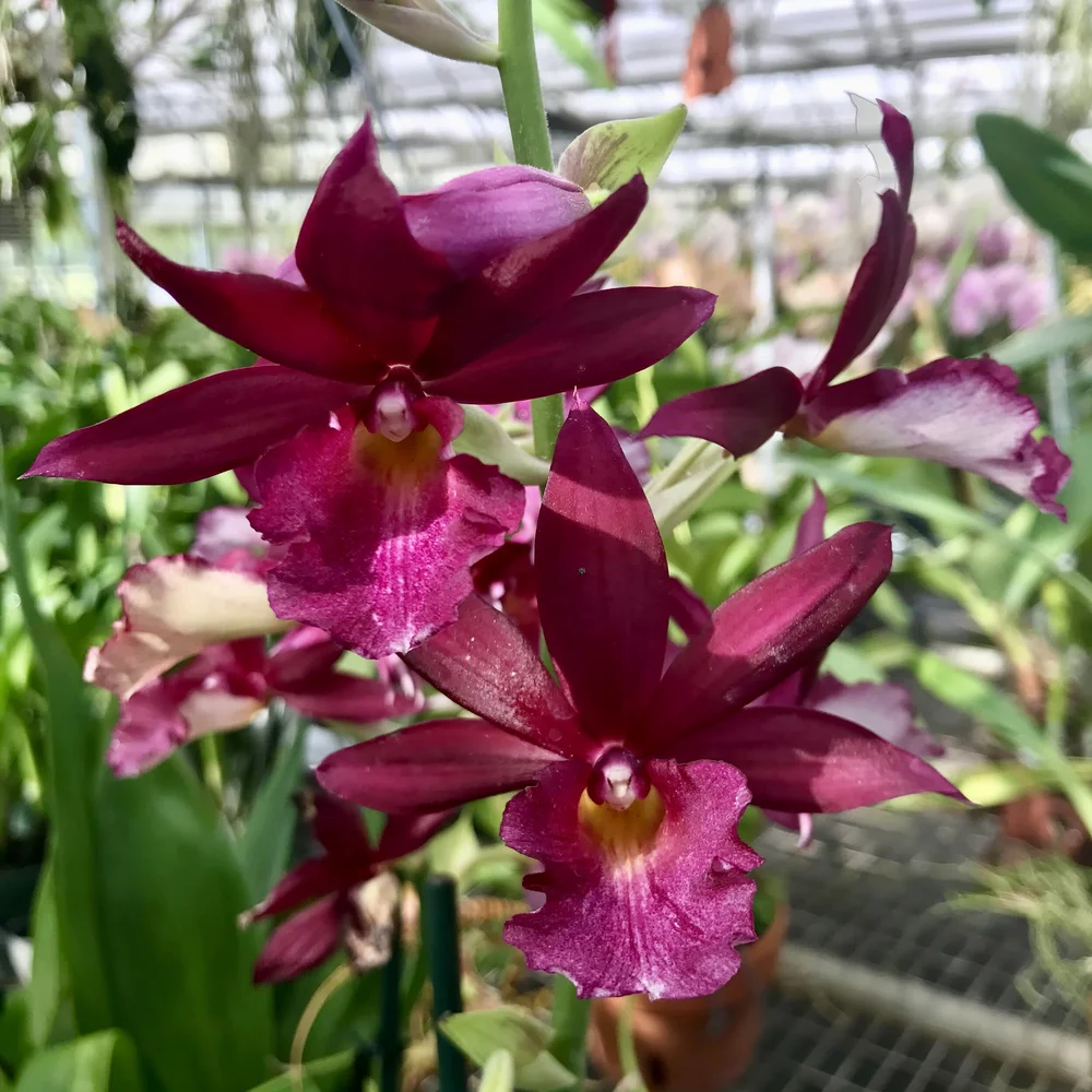 botanical☆ Cattleya+Mark+Jones+x+Sandra+
