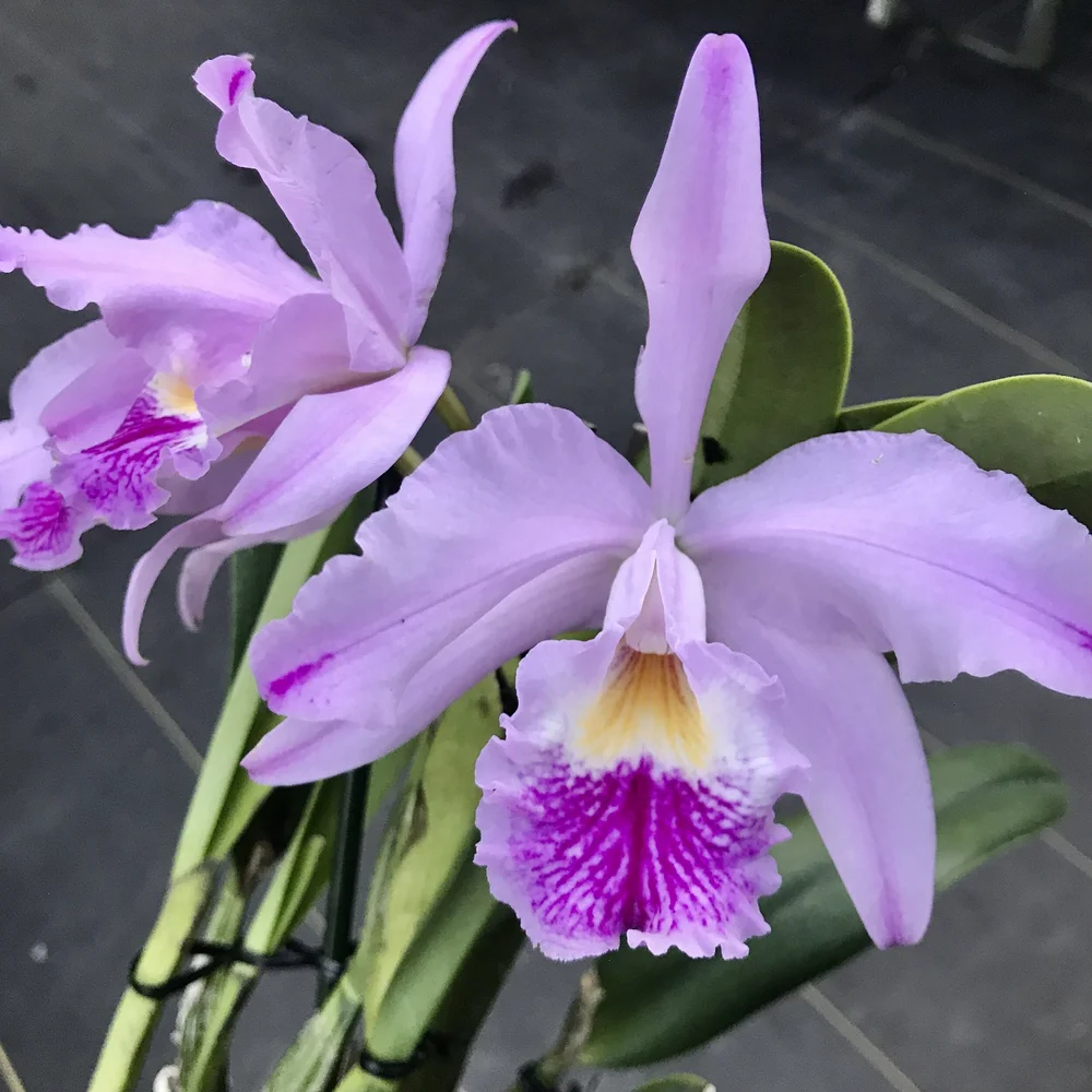 Lc Indigo Mist Cynosure X C Mossiae Palmer Orchids