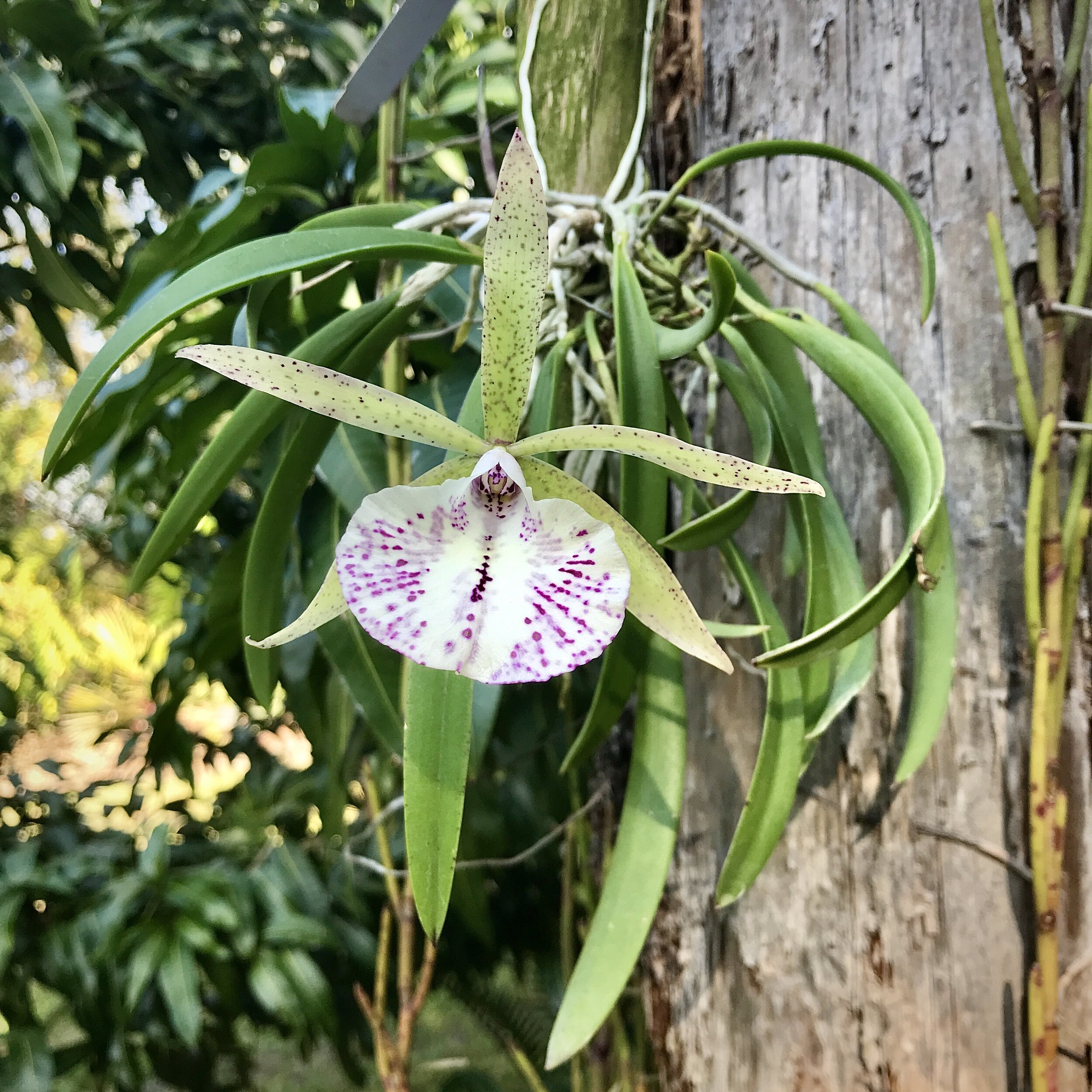 brassavola Orchid Hybrid Nice Healthy Plants 2.5" Pot Bc Hippodamia 4N 