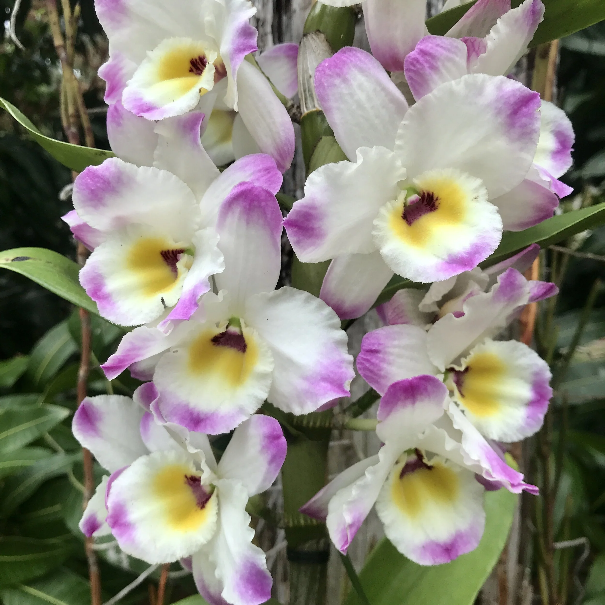 Den. Line Dance 'Minuet'