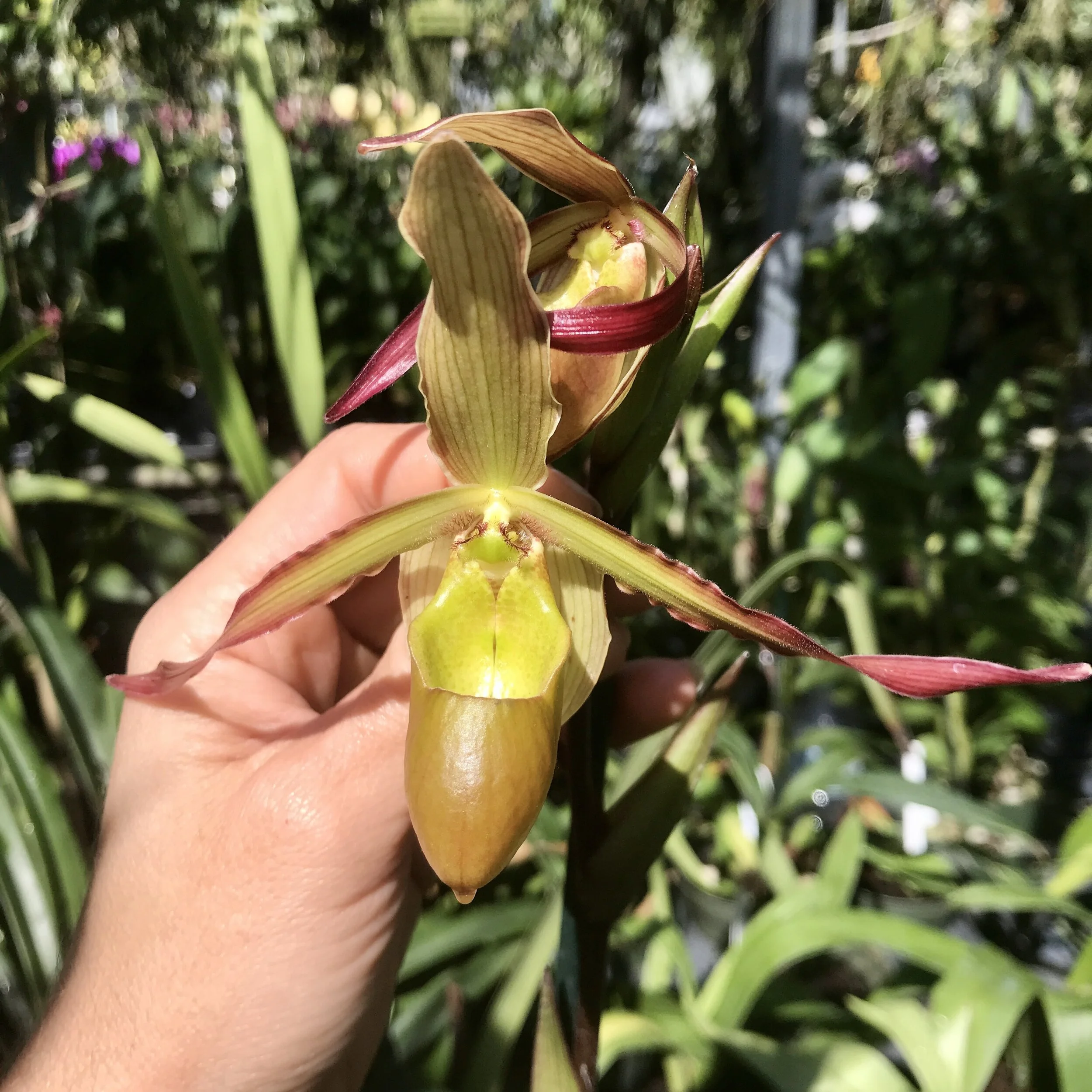 Orchids for Sale — Palmer Orchids