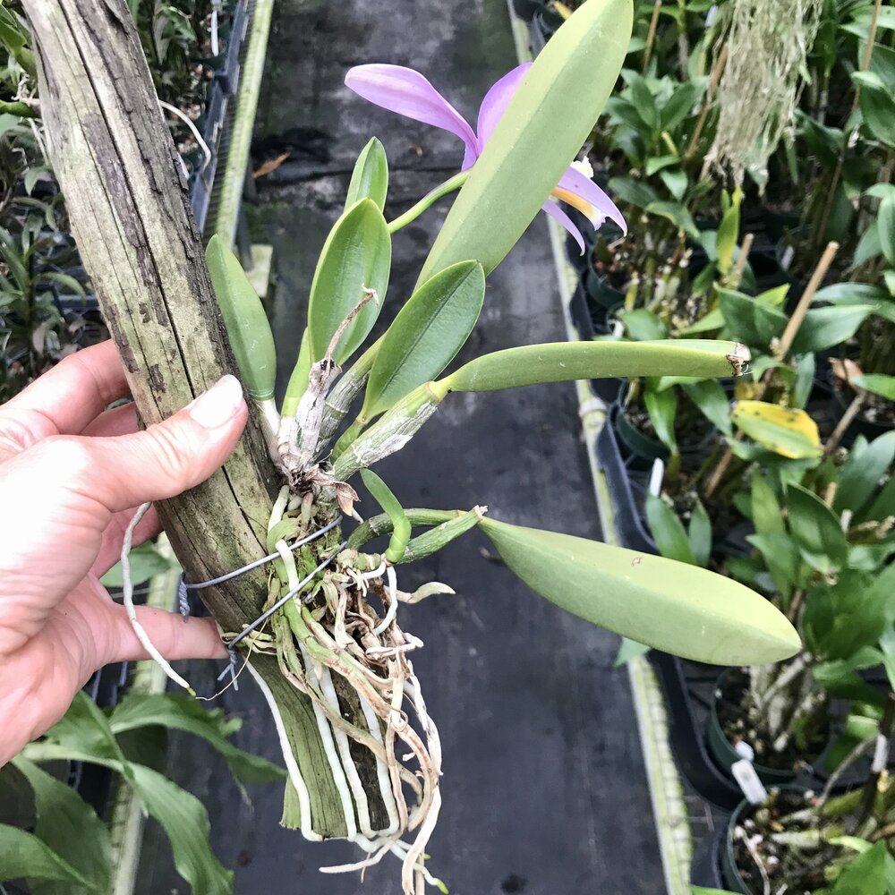 Laelia jongheana — Palmer Orchids