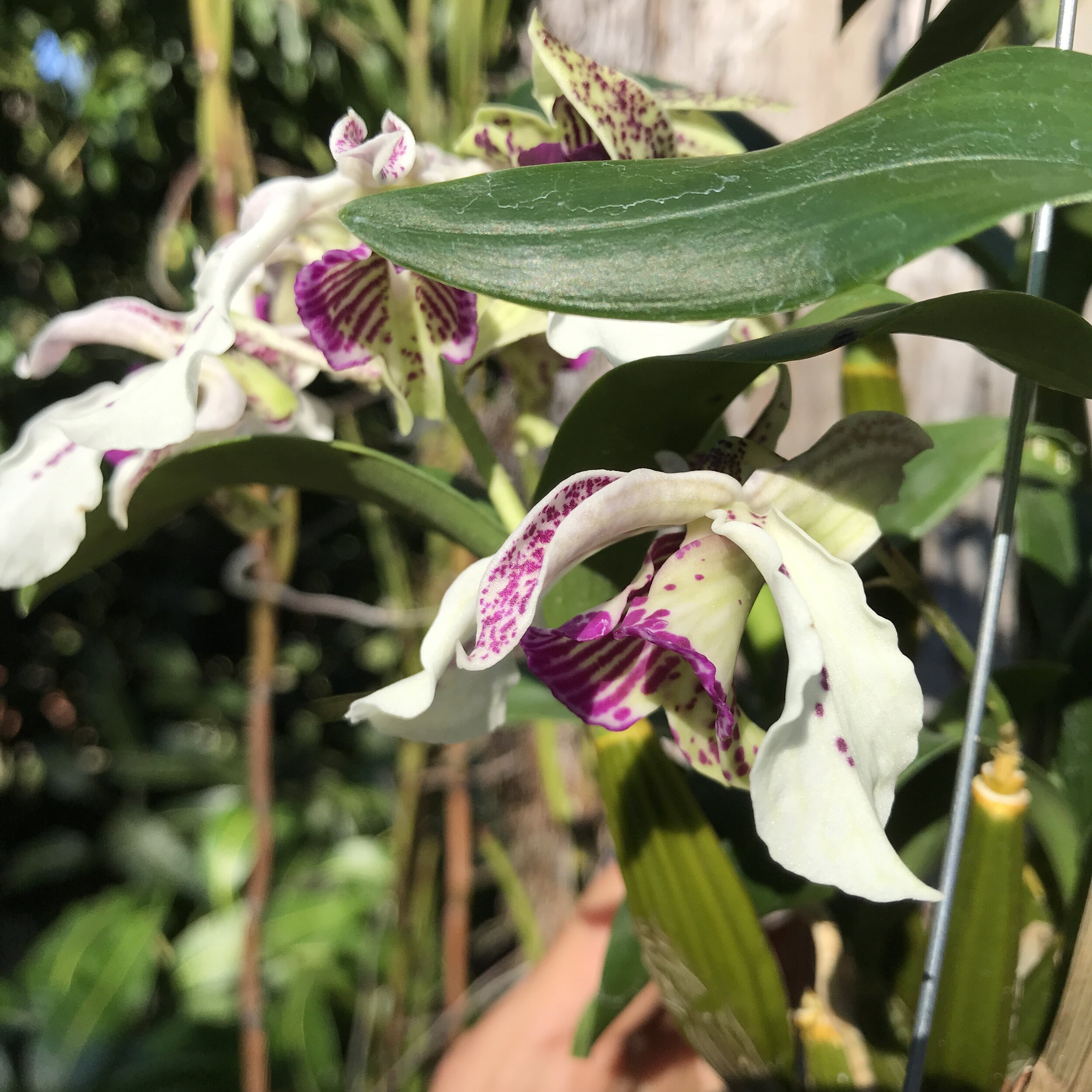 Den. rhodostictum x Little Atro - Palmer Orchids