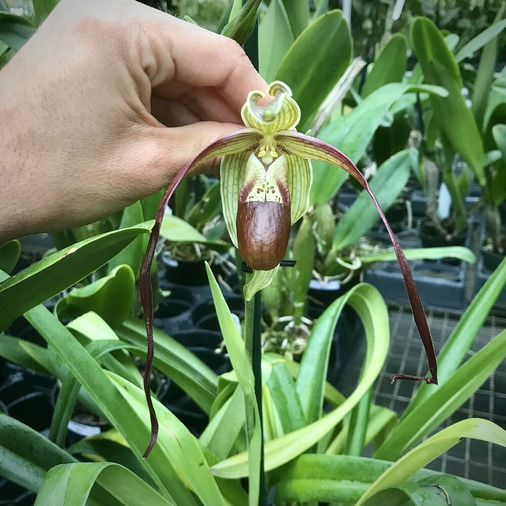 Phrag. QF Kaimana — Palmer Orchids