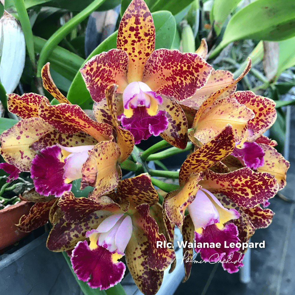 Rlc. Waianae Leopard 'Ching Hua' — Palmer Orchids