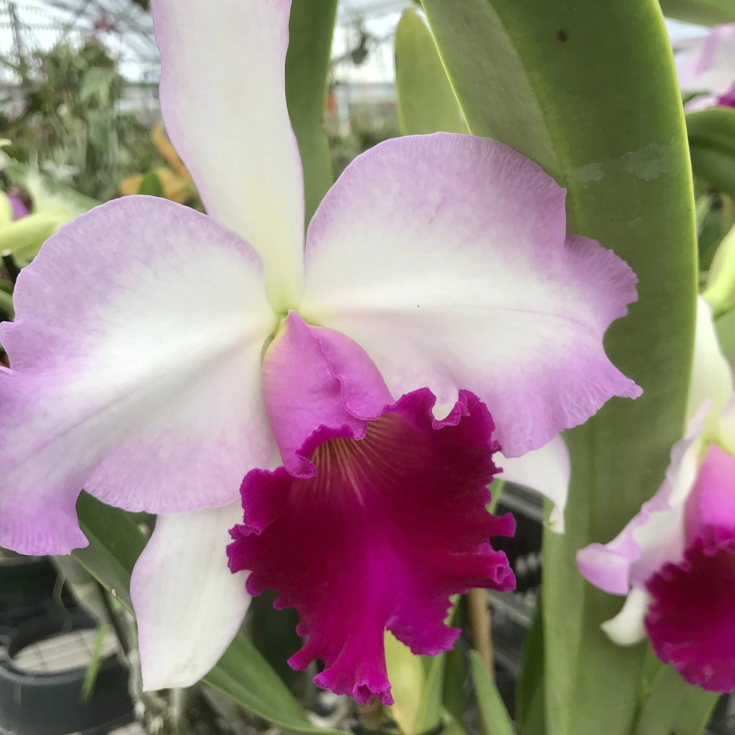 Cattleya Marcia Foster 'Picotee'