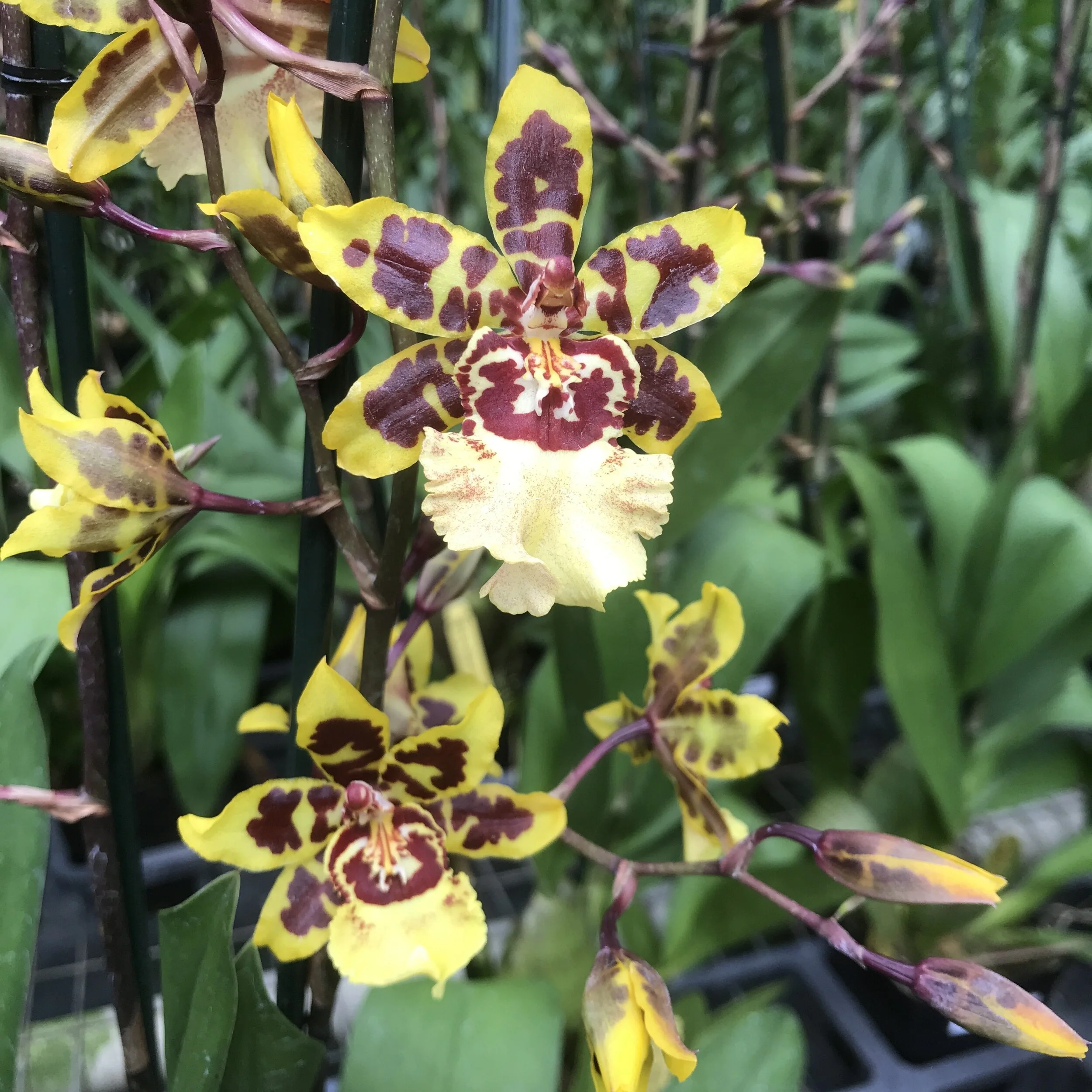 Ons. Wildcat '#13' - Palmer Orchids